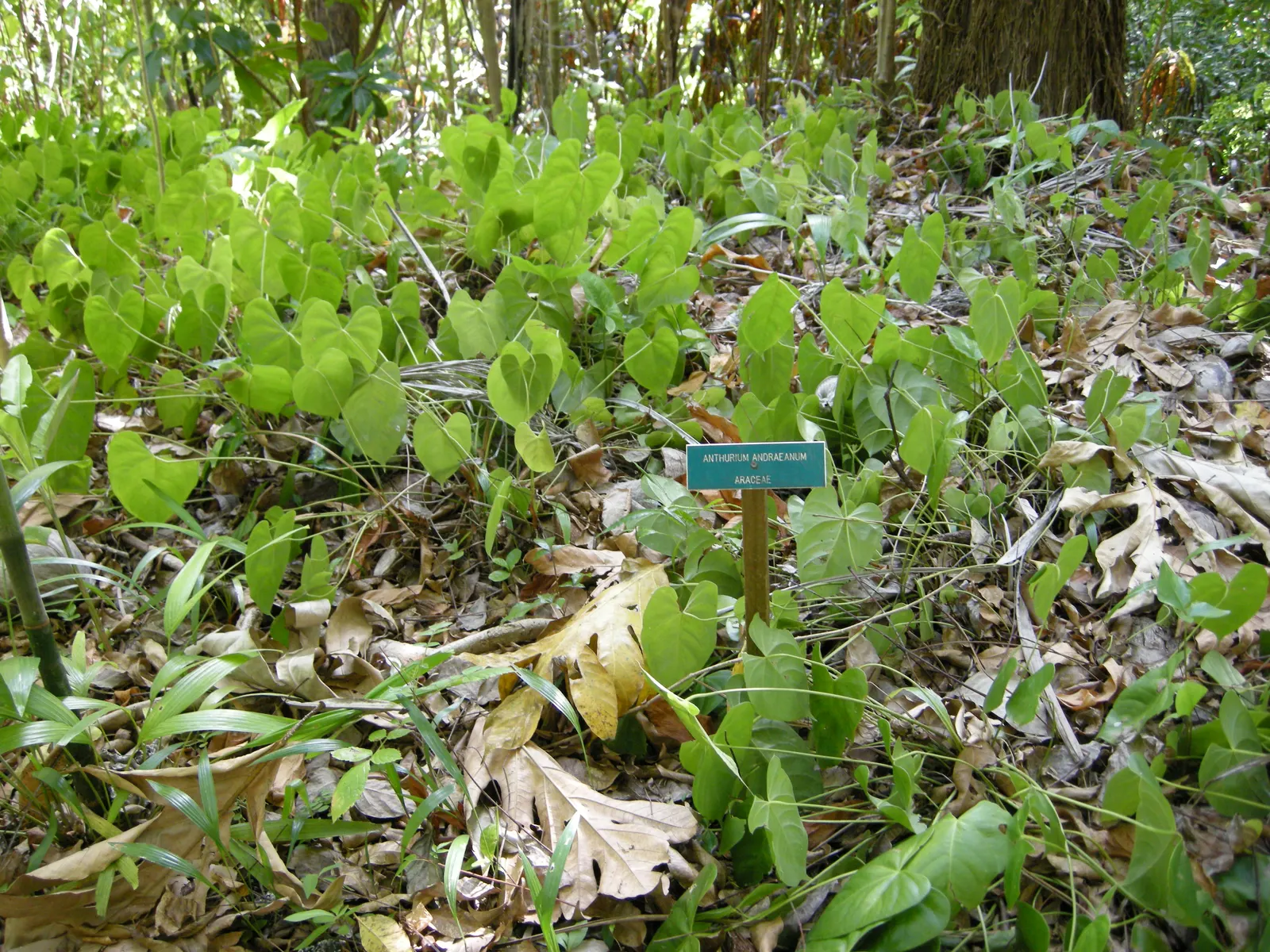 Flamingo Flower Plant (Anthurium Scherzerianum) — the Flamingo Flower thrives in USDA zones 11 to 12; but cautious watering to avoid root rot, image 80