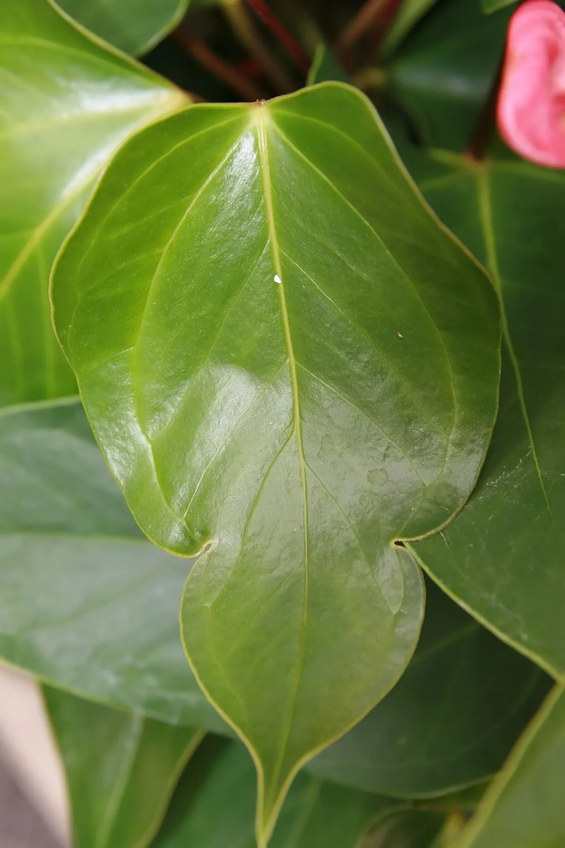 Flamingo Flower Plant (Anthurium Scherzerianum) — which can be increased by placing the pot on a tray filled with water and pebbles; is a splendid, image 161