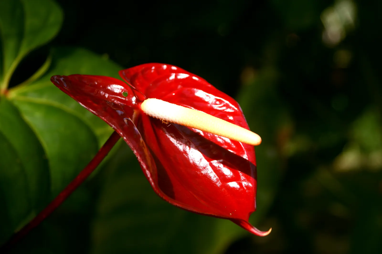Flamingo Flower Plant (Anthurium Scherzerianum) — heart-shaped leaves spanning up to 8 inches and a characteristic curled spadix enveloped by a, image 122