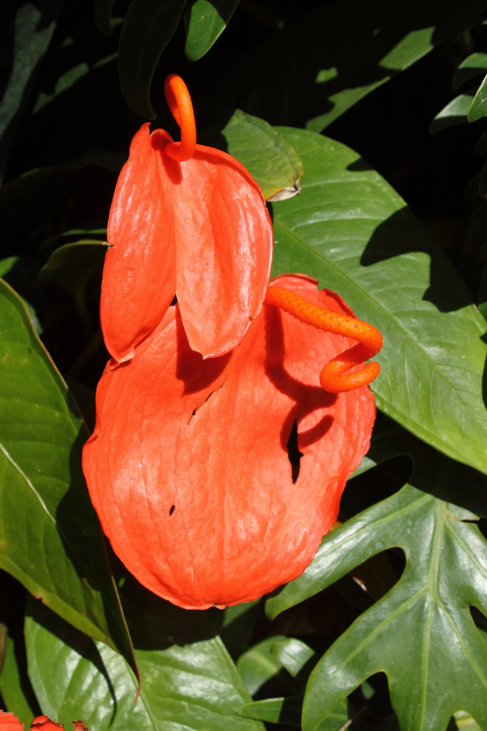 Flamingo Flower Plant (Anthurium Scherzerianum) — These glossy spathes are typically a vivid red or orange and can span up to 6 inches long; red, image 151