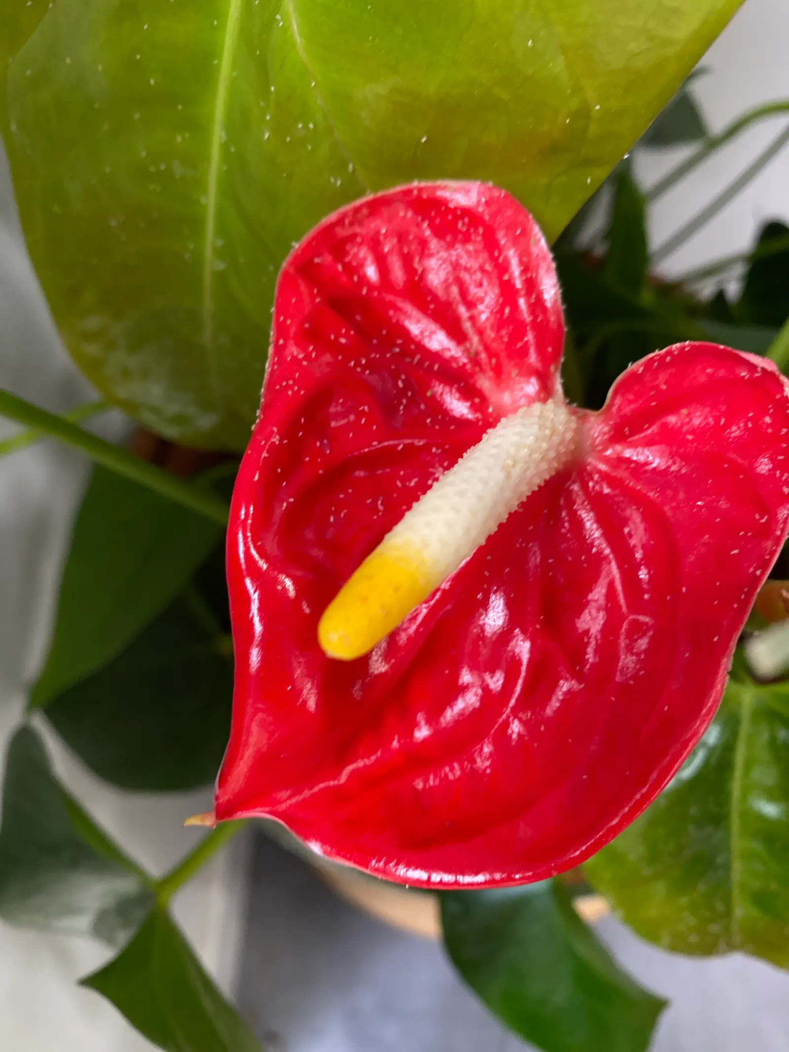 Flamingo Flower Plant (Anthurium Scherzerianum) — It requires a shaded area that receives bright, indirect light; reaching only about 12 to 18, image 154