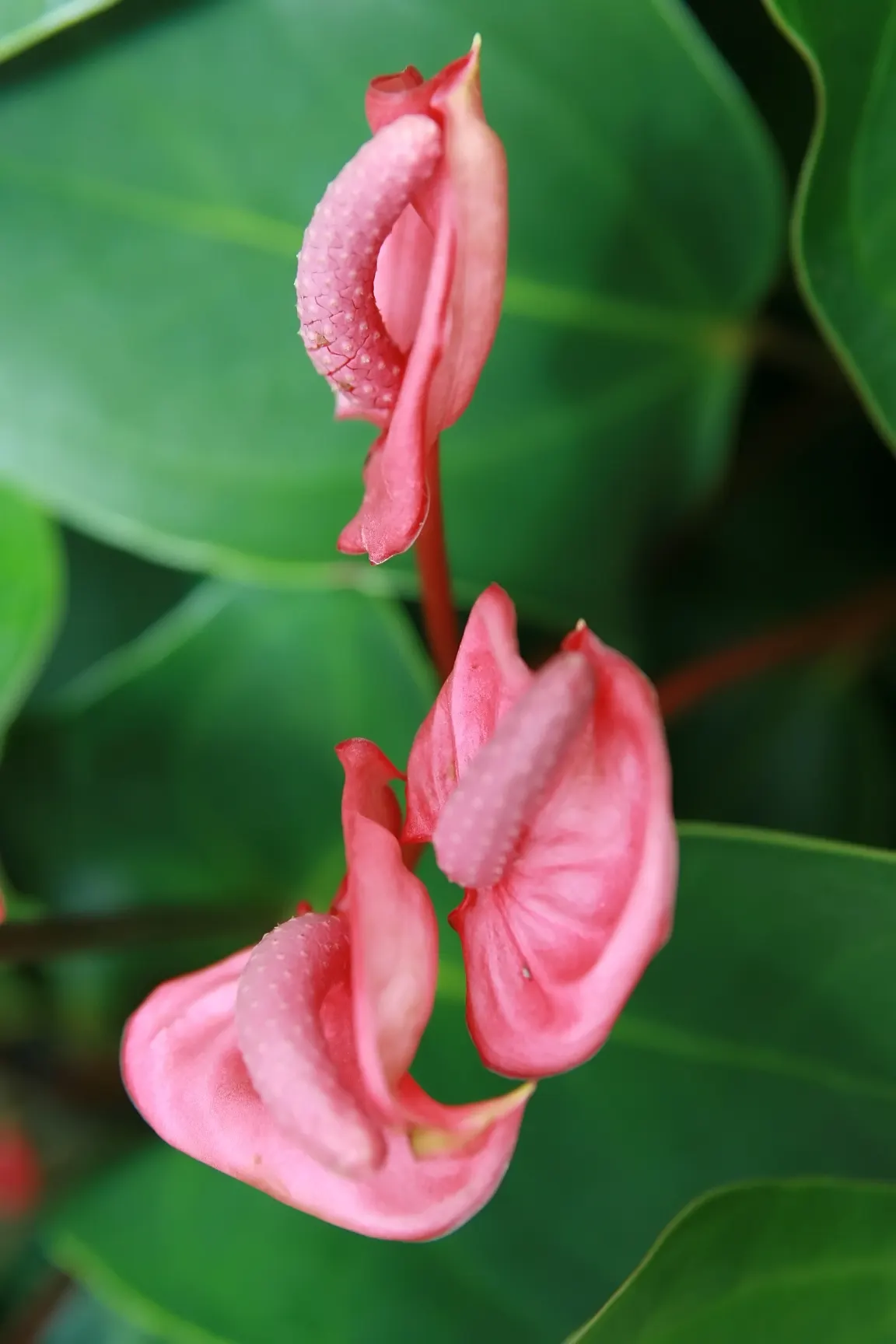 Flamingo Flower Plant (Anthurium Scherzerianum) — It requires a shaded area that receives bright, indirect light; reaching only about 12 to 18, image 130