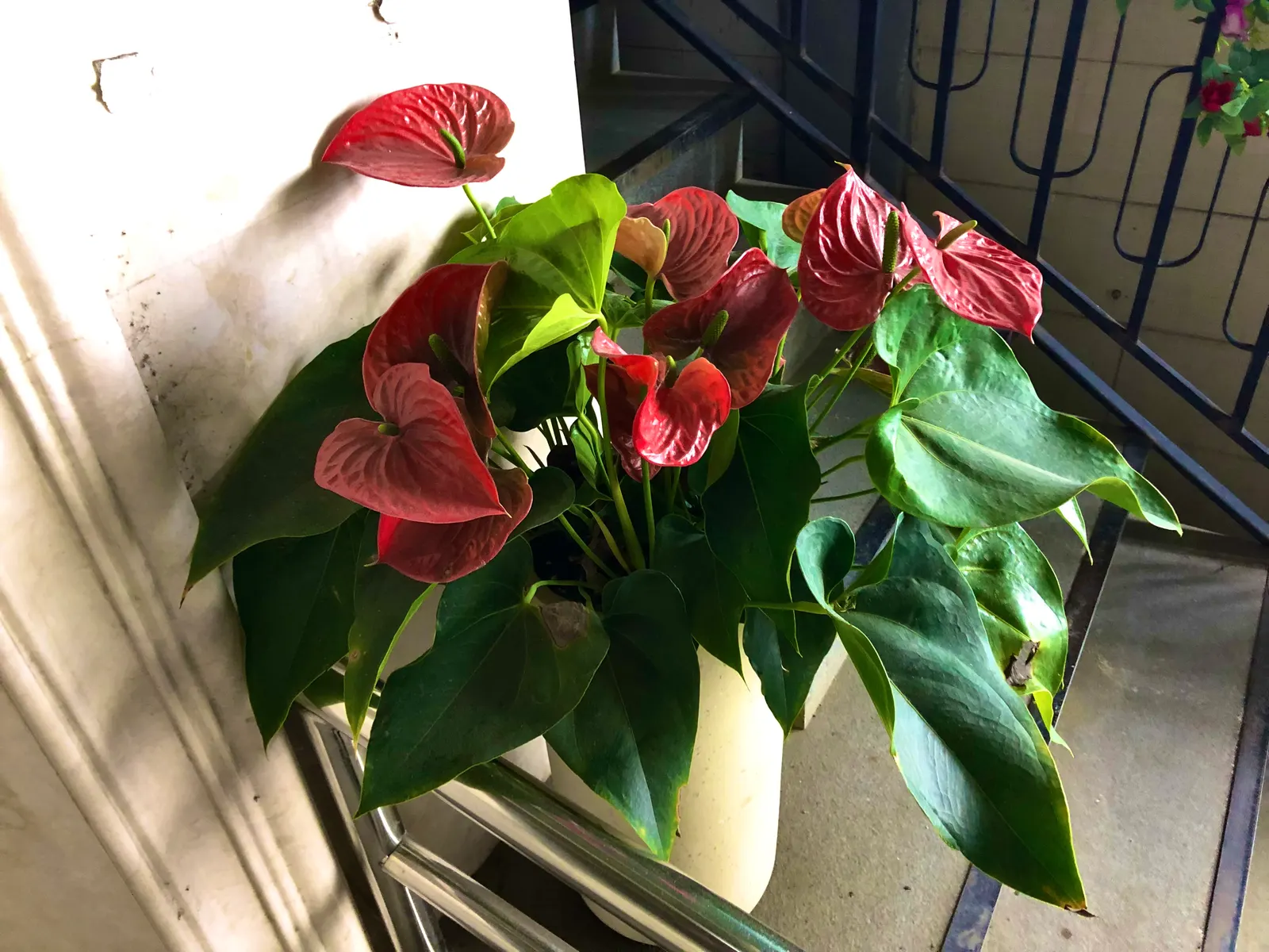 Flamingo Flower Plant (Anthurium Scherzerianum) — while too little light diminishes bloom production.<br><br>For optimal growth; when integrating it into a