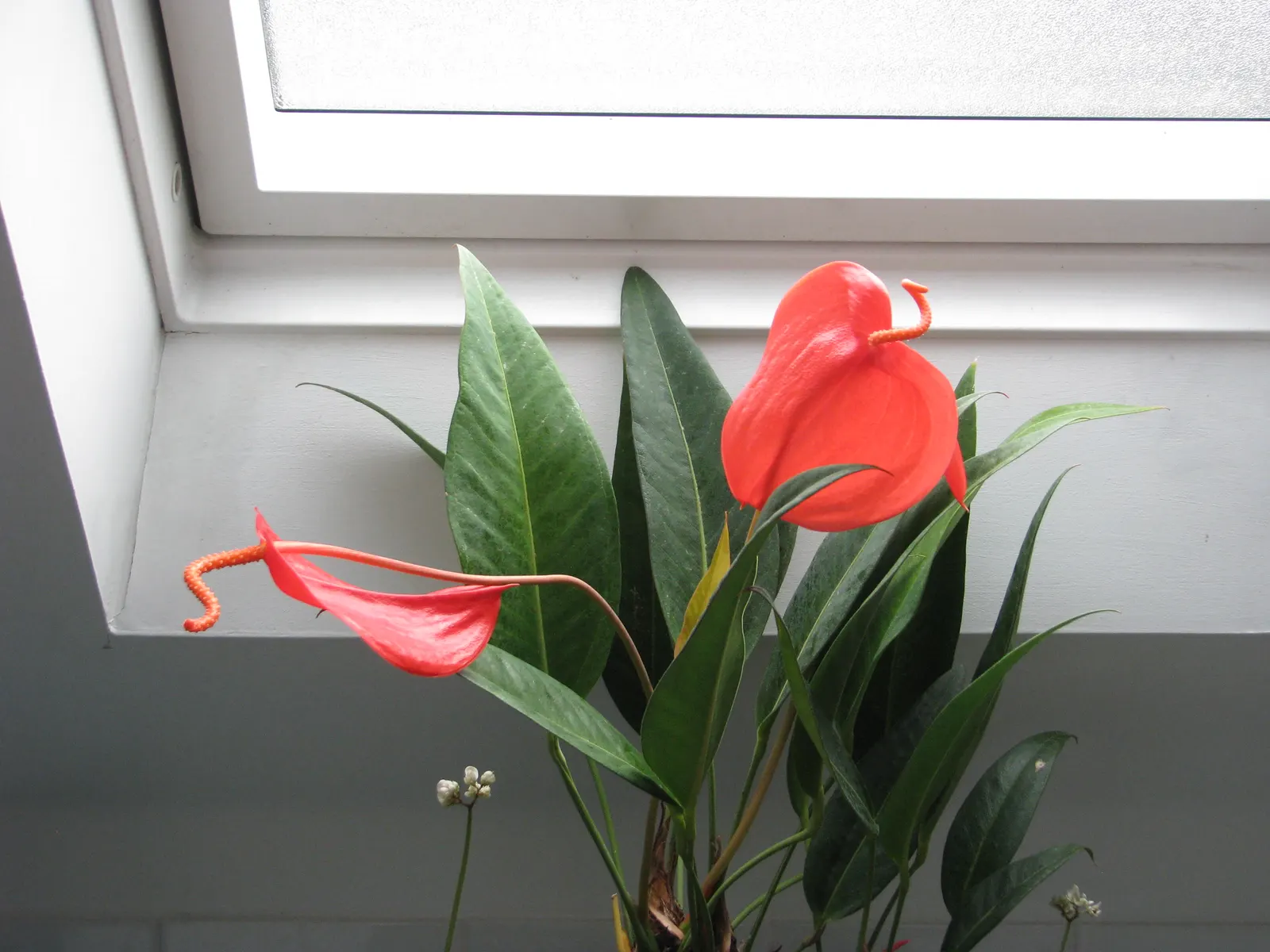 Flamingo Flower Plant (Anthurium Scherzerianum) — Flamingo Flower (Anthurium scherzerianum), a vibrant evergreen perennial, thrives in USDA zones, image 121