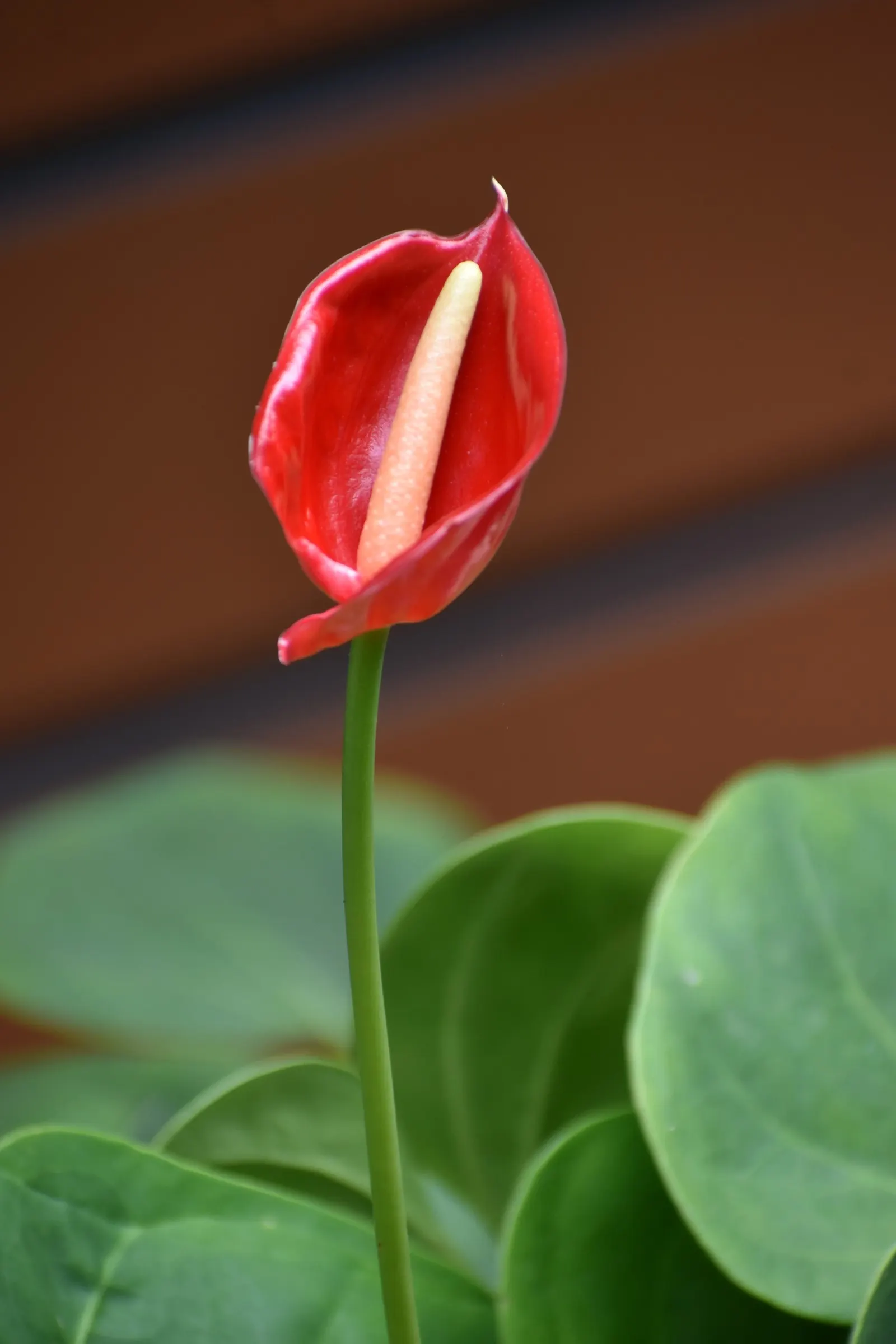 Flamingo Flower Plant (Anthurium Scherzerianum) — A well-draining soil mix rich in organic matter is ideal; waxy spathes which many mistake for flowers