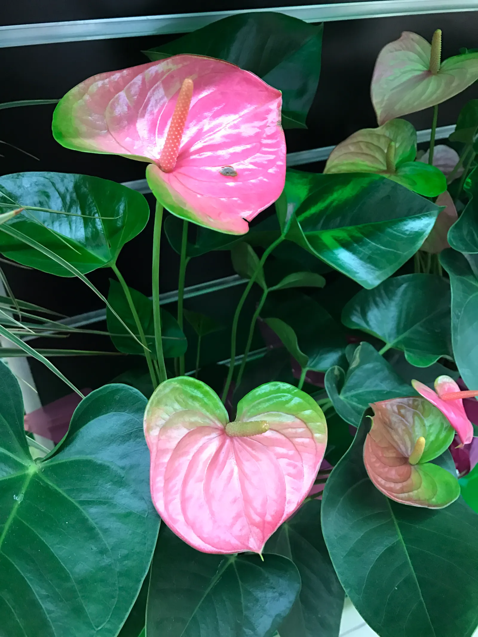 Flamingo Flower Plant (Anthurium Scherzerianum) — heart-shaped leaves spanning up to 8 inches and a characteristic curled spadix enveloped by a waxy; direct