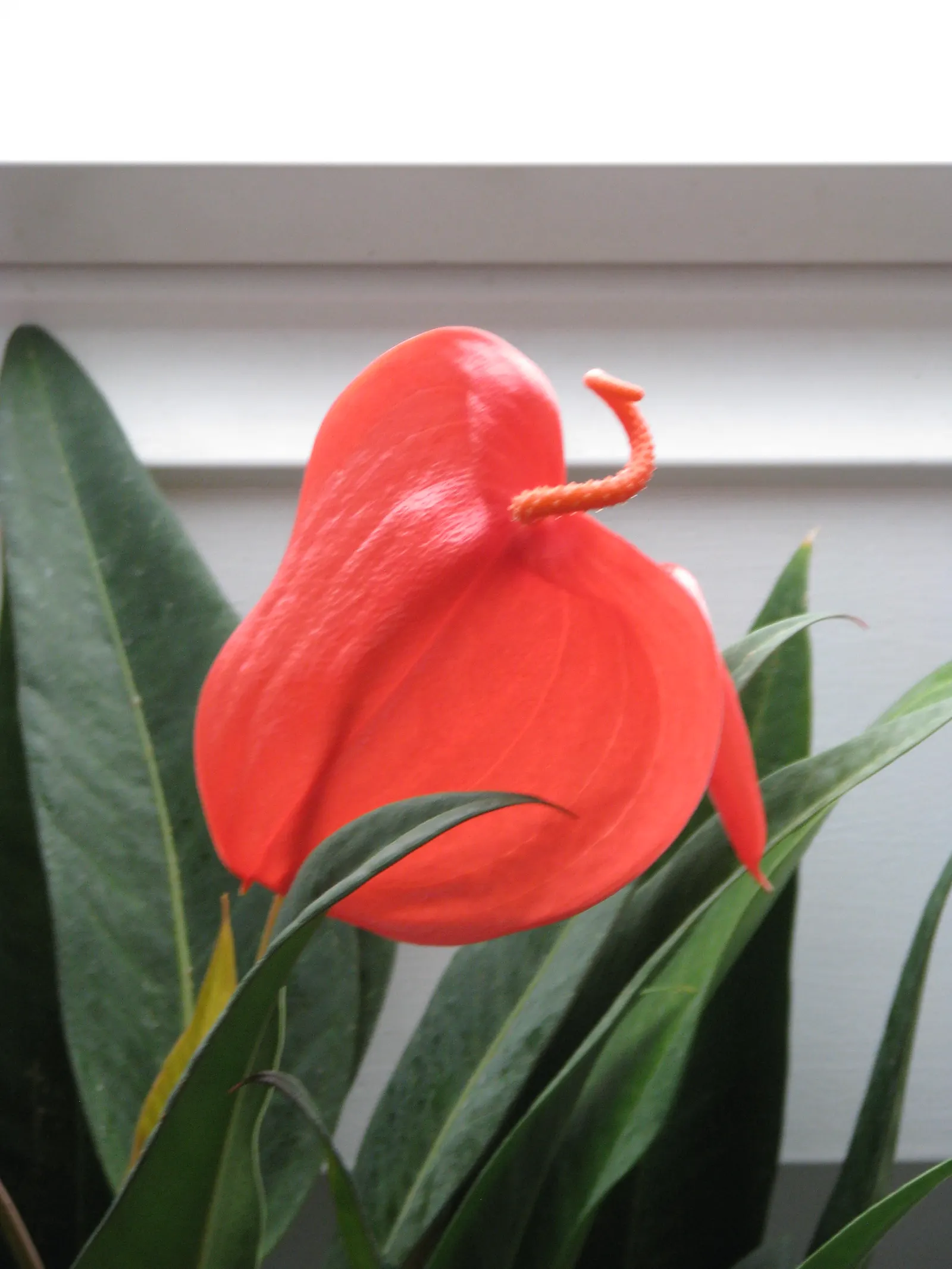 Flamingo Flower Plant (Anthurium Scherzerianum) — A well-draining soil mix rich in organic matter is ideal; waxy spathes which many mistake for, image 111