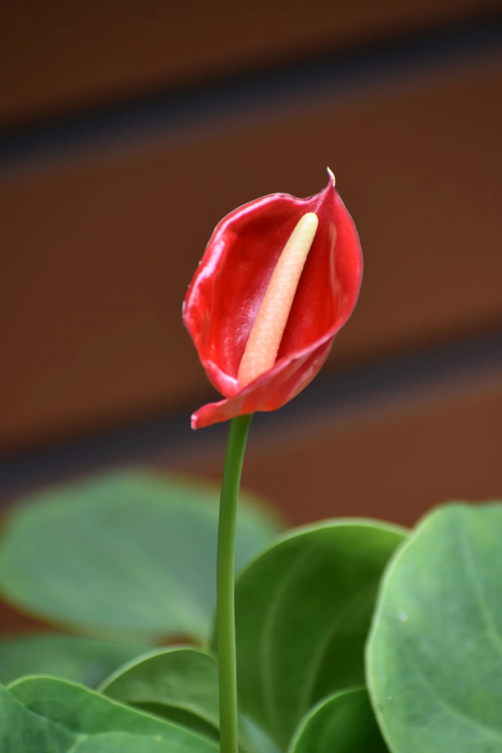 Flamingo Flower Plant (Anthurium Scherzerianum) — heart-shaped leaves spanning up to 8 inches and a characteristic curled spadix enveloped by a, image 170