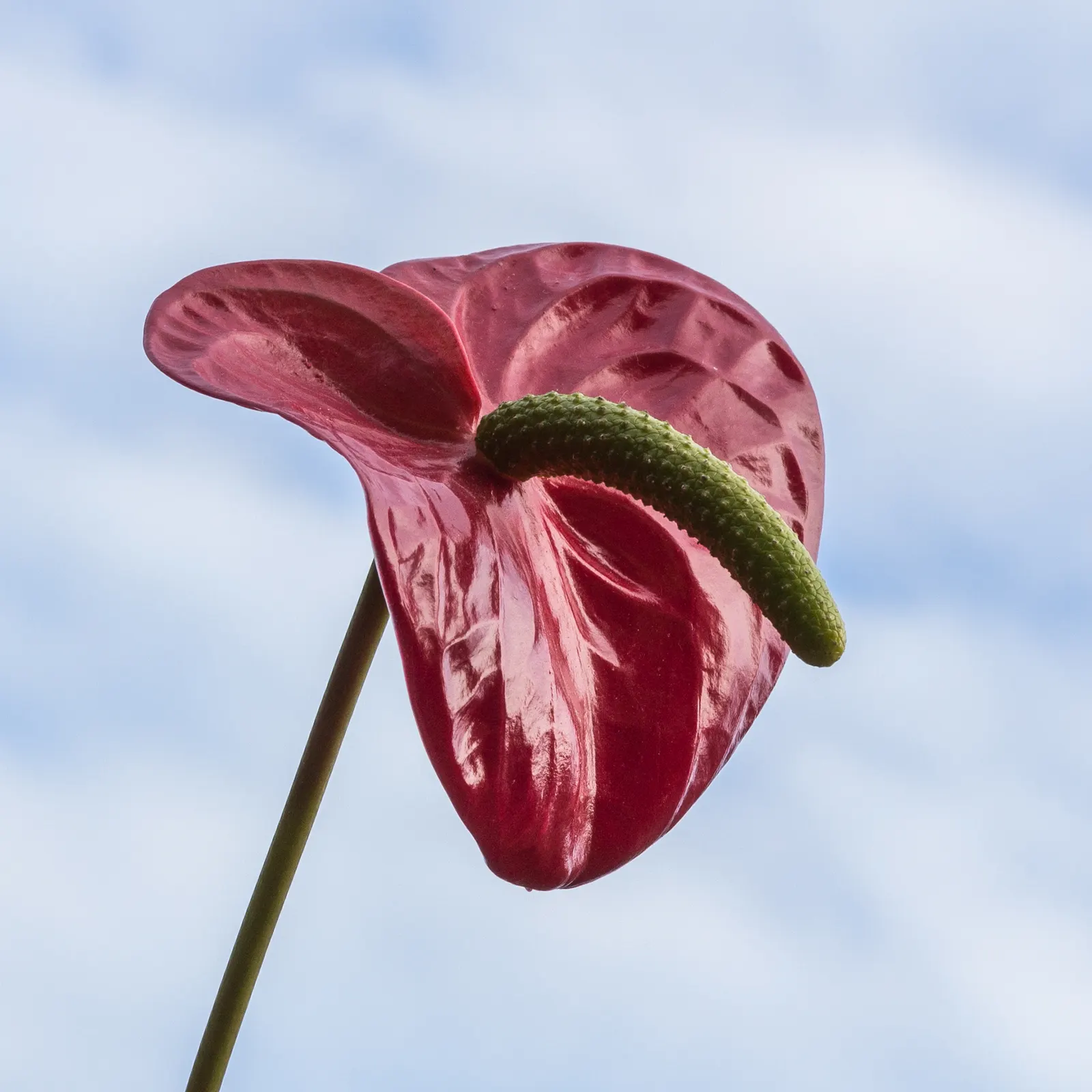Flamingo Flower Plant (Anthurium Scherzerianum) — Preferring indirect light and high humidity, this striking plant reaches up to 1.5 feet in, image 123