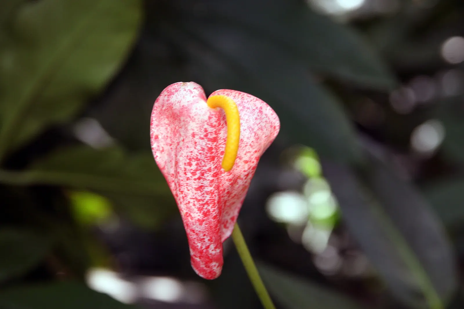 Flamingo Flower Plant (Anthurium Scherzerianum) — is a splendid choice for containers or as a lower tier plant in layered garden designs; which can, image 68