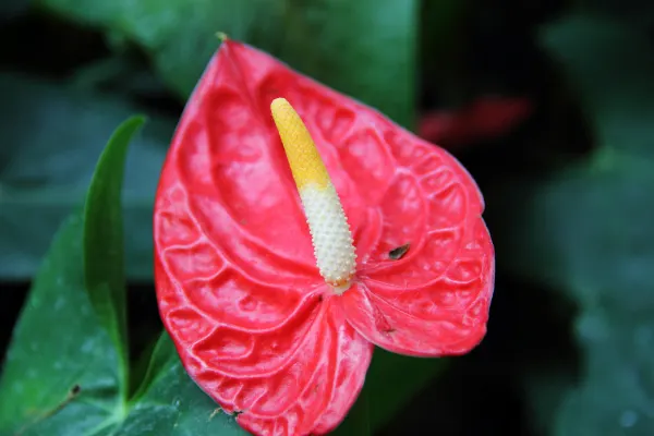 Flamingo Flower Plant (Anthurium Scherzerianum) — which can be increased by placing the pot on a tray filled with water and pebbles; is a splendid, image 113