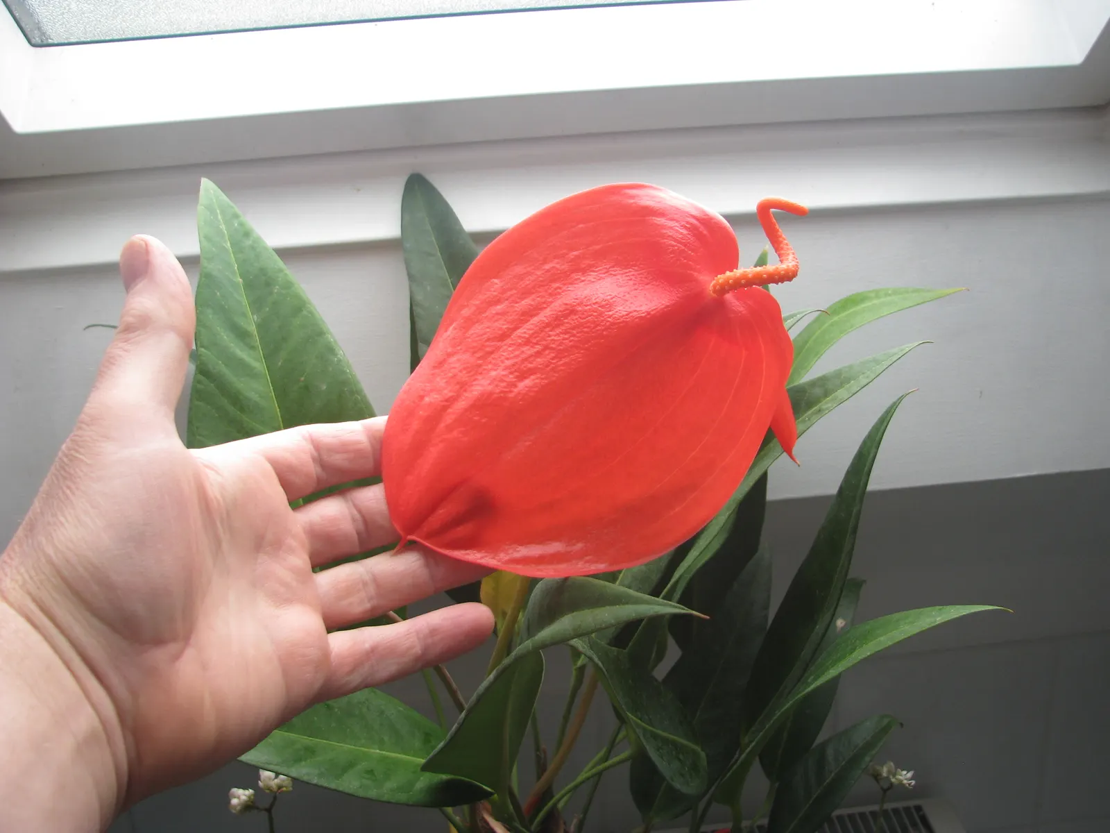 Flamingo Flower Plant (Anthurium Scherzerianum) — Direct sunlight can scorch its leaves; heart-shaped leaves spanning up to 8 inches and a, image 59