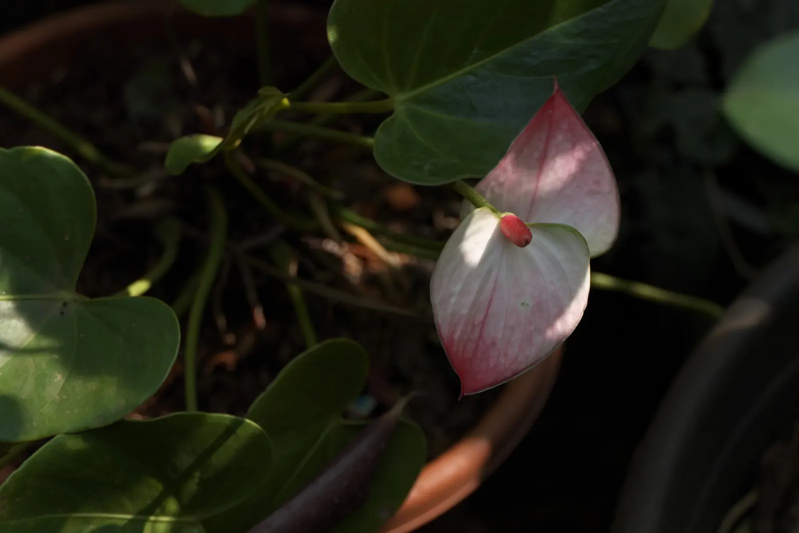 Flamingo Flower Plant (Anthurium Scherzerianum) — the Flamingo Flower thrives in USDA zones 11 to 12; but cautious watering to avoid root rot, image 56