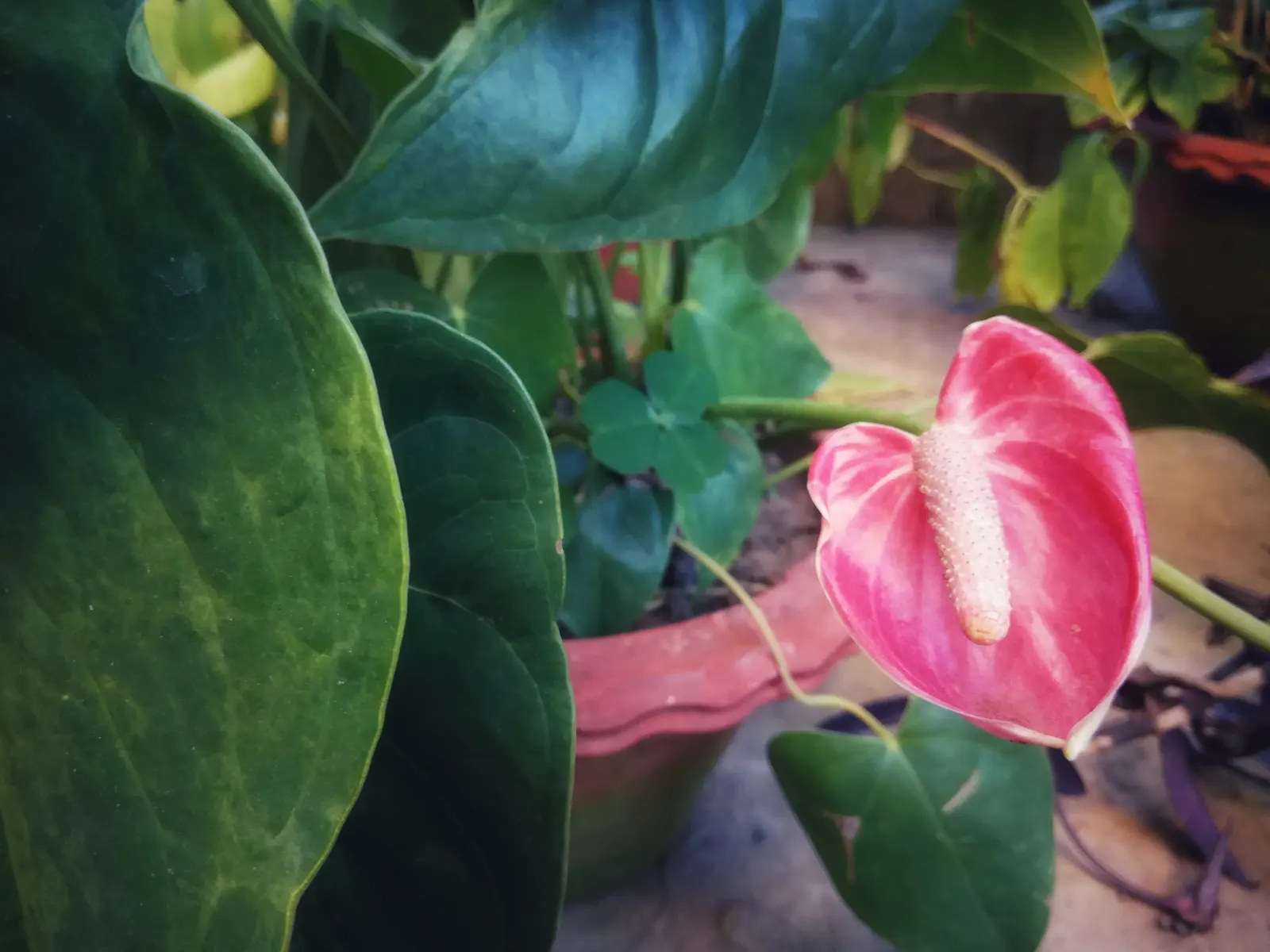 Flamingo Flower Plant (Anthurium Scherzerianum) — red flowers in the garden; these glossy spathes are typically a vivid red or orange and can span, image 94