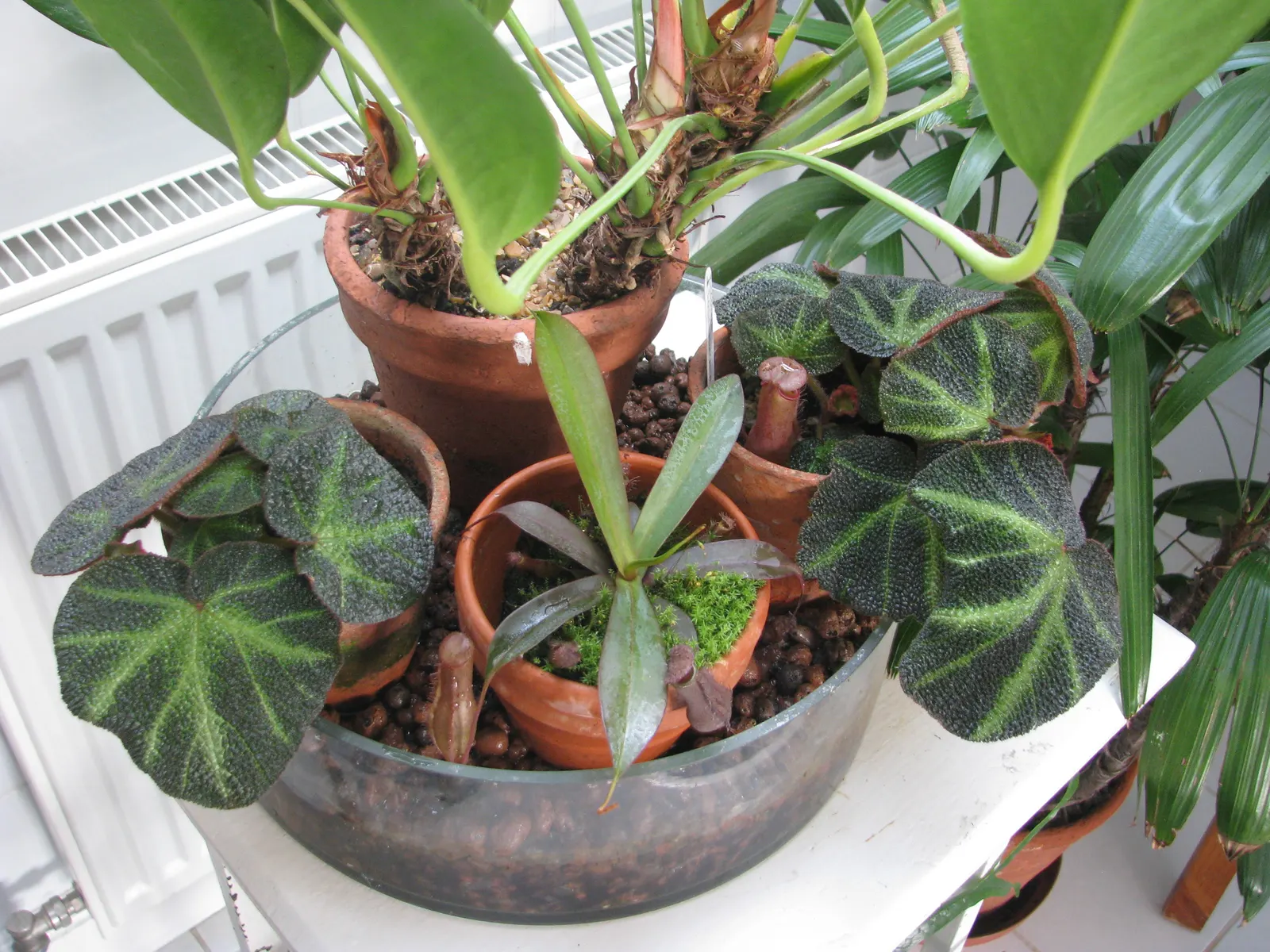 Flamingo Flower Plant (Anthurium Scherzerianum) — the Flamingo Flower thrives in USDA zones 11 to 12; but cautious watering to avoid root rot