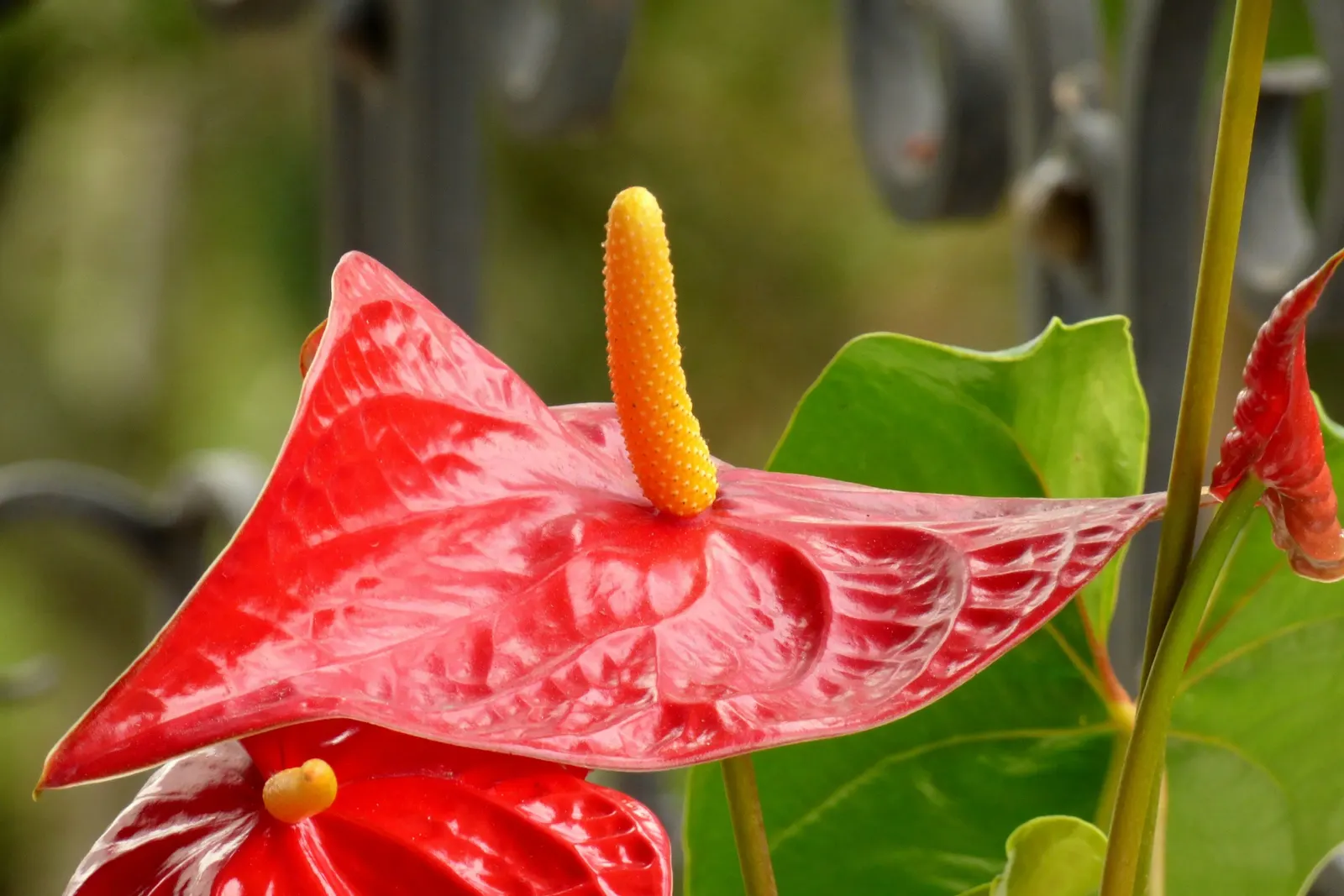 Flamingo Flower Plant (Anthurium Scherzerianum) — Direct sunlight can scorch its leaves