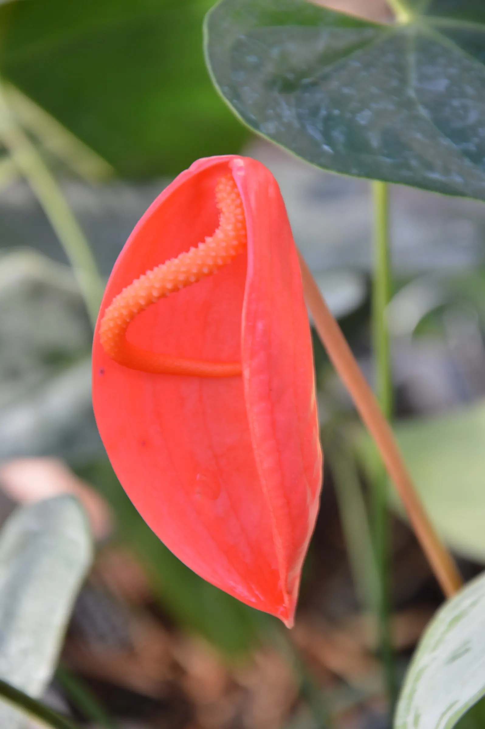 Flamingo Flower Plant (Anthurium Scherzerianum) — shrub for shade; with its year-round blossoming, it provides a continuous pop of color and exotic, image 168