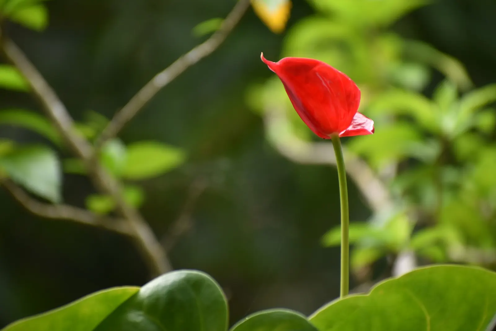 Flamingo Flower Plant (Anthurium Scherzerianum) — which can be increased by placing the pot on a tray filled with water and pebbles; is a splendid, image 65