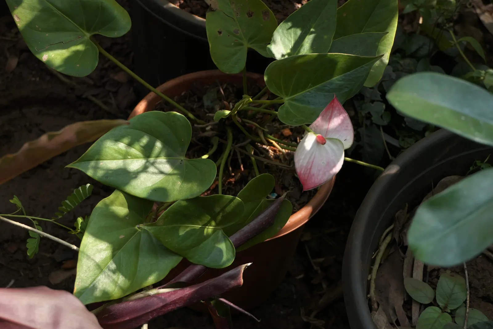 Flamingo Flower Plant (Anthurium Scherzerianum) — When integrating it into a landscape design, it's crucial to mimic its native humid environment