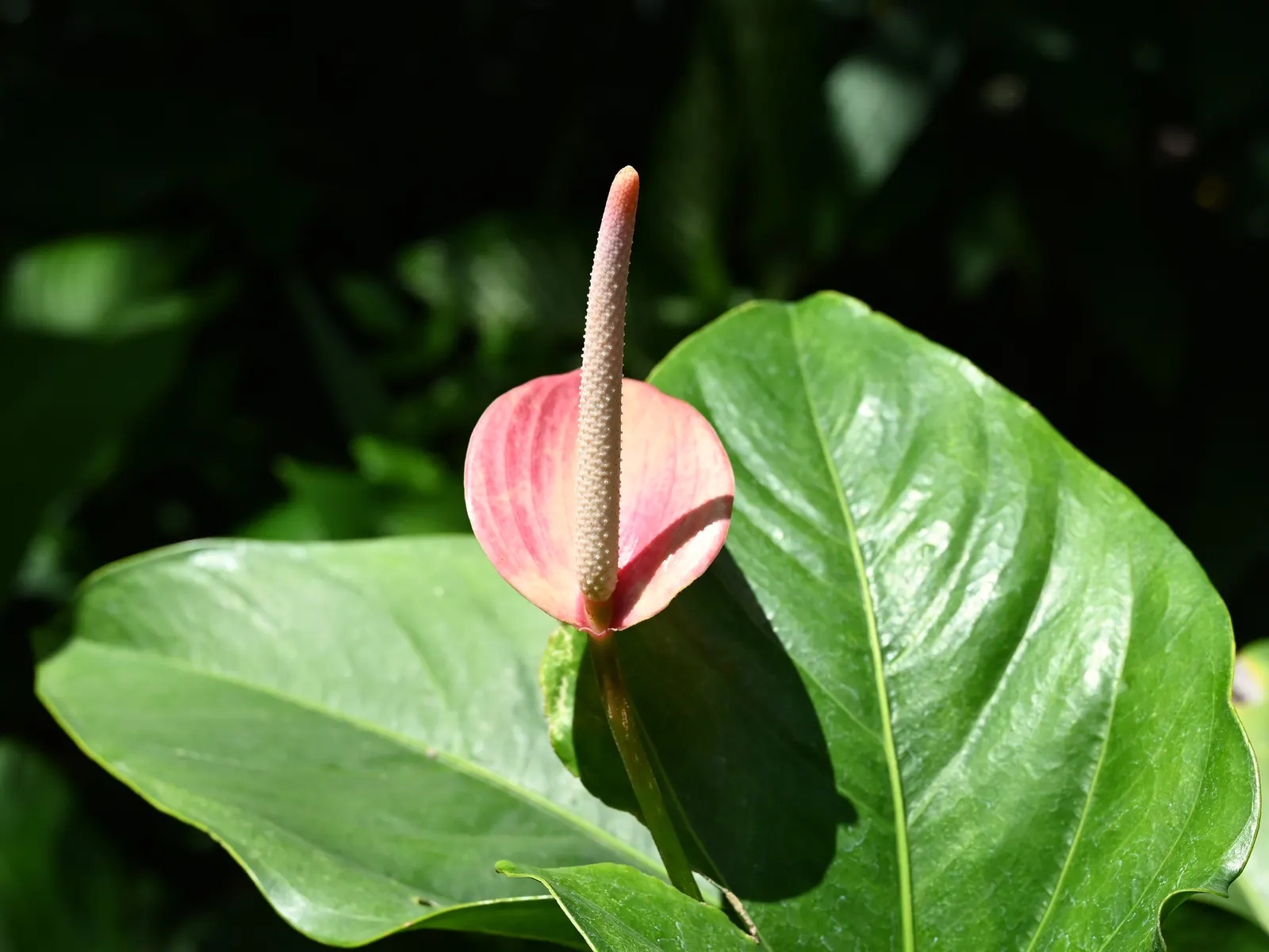 Flamingo Flower Plant (Anthurium Scherzerianum) — waxy spathes which many mistake for flowers; a well-draining soil mix rich in organic matter is, image 102