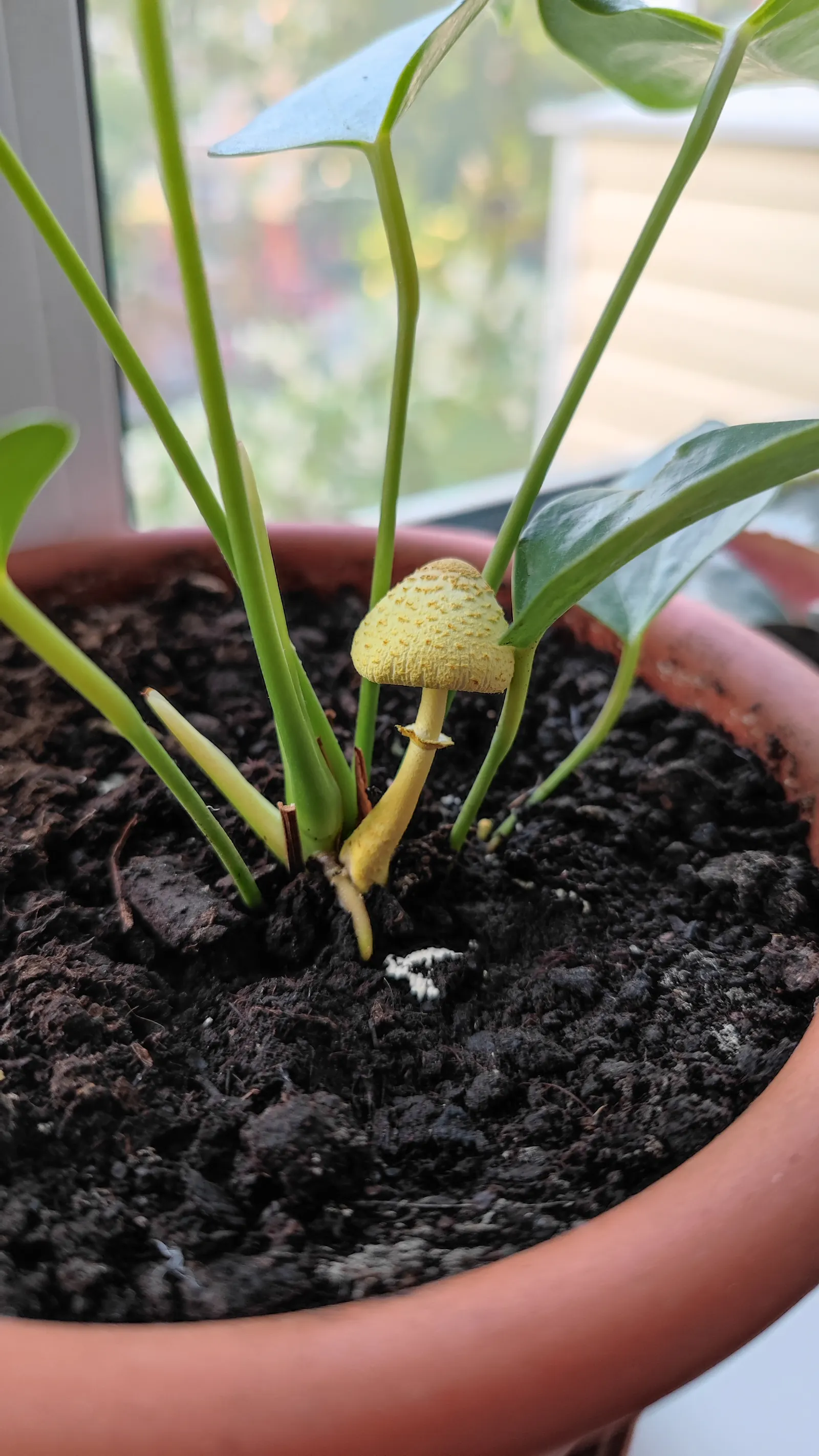 Flamingo Flower Plant (Anthurium Scherzerianum) — Preferring indirect light and high humidity, this striking plant reaches up to 1.5 feet in, image 99