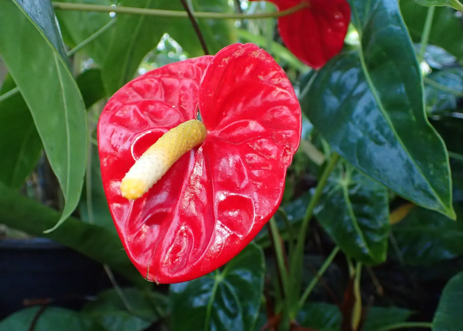 Flamingo Flower Plant (Anthurium Scherzerianum) — ensuring that the bottom of the pot is not submerged.<br><br>The Flamingo Flower; preferring, image 66