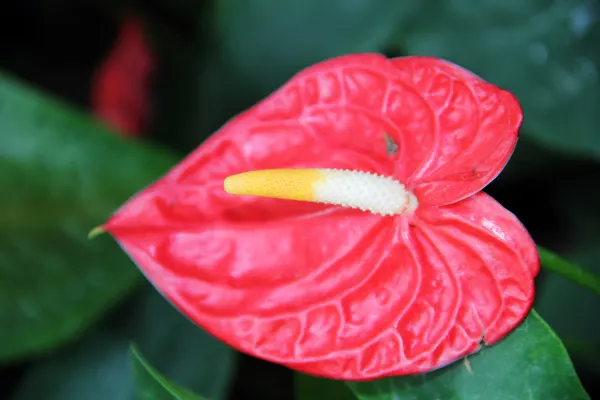 Flamingo Flower Plant (Anthurium Scherzerianum) — A well-draining soil mix rich in organic matter is ideal; waxy spathes which many mistake for, image 87