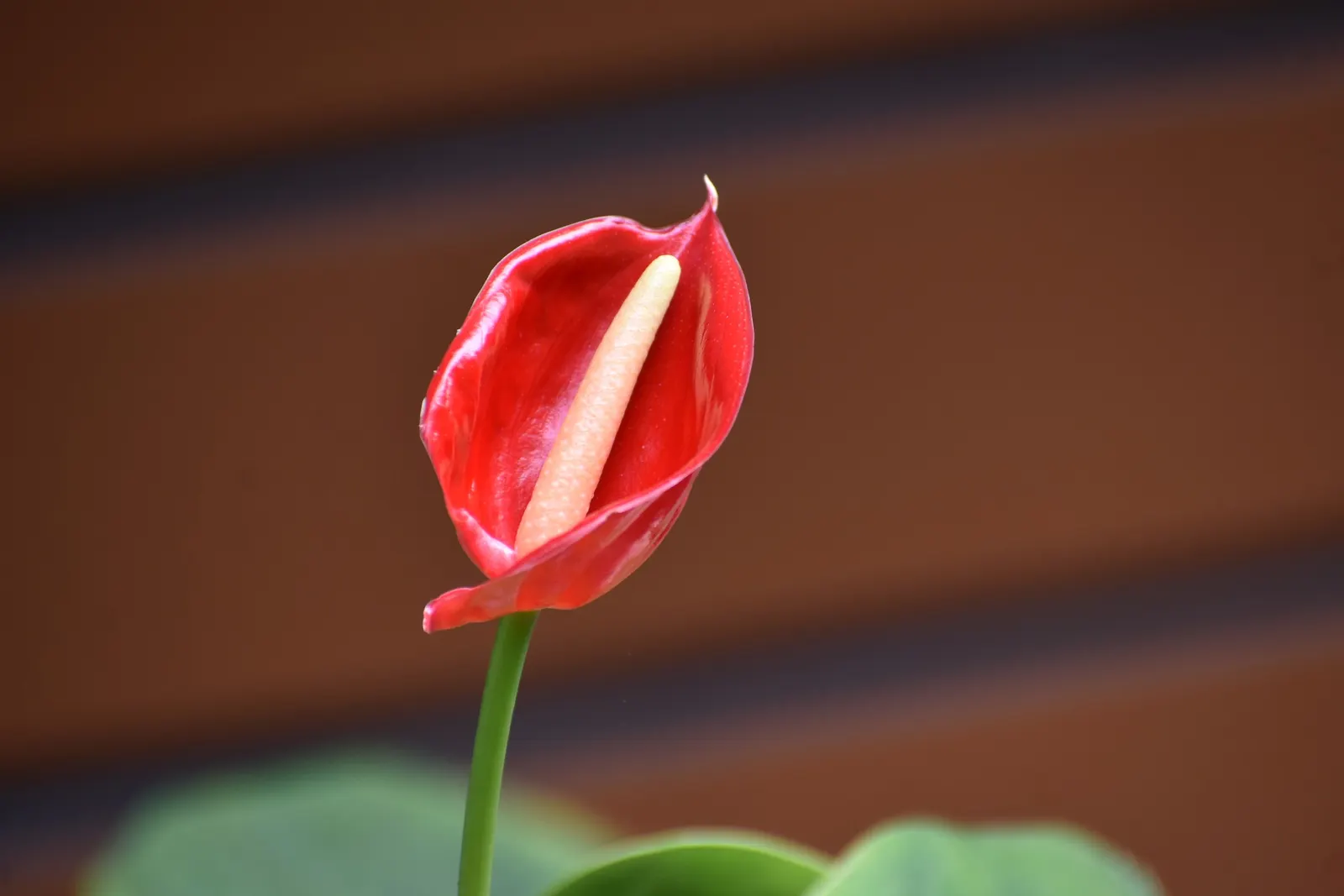 Flamingo Flower Plant (Anthurium Scherzerianum) — reaching only about 12 to 18 inches in height; it requires a shaded area that receives bright, image 139