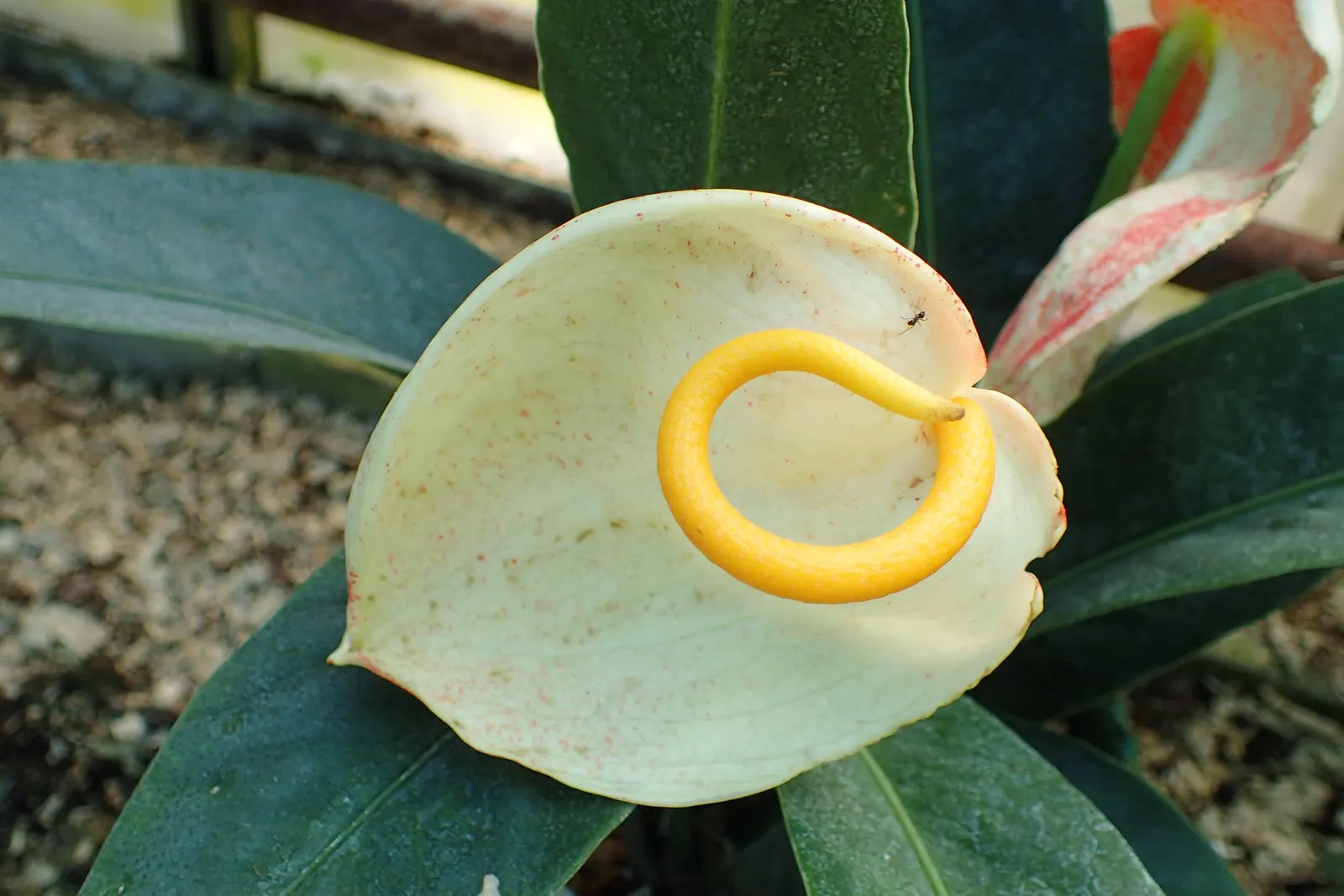 Flamingo Flower Plant (Anthurium Scherzerianum) — This plant flourishes at temperatures between 65&deg;F and 80&deg;F and appreciates high, image 88