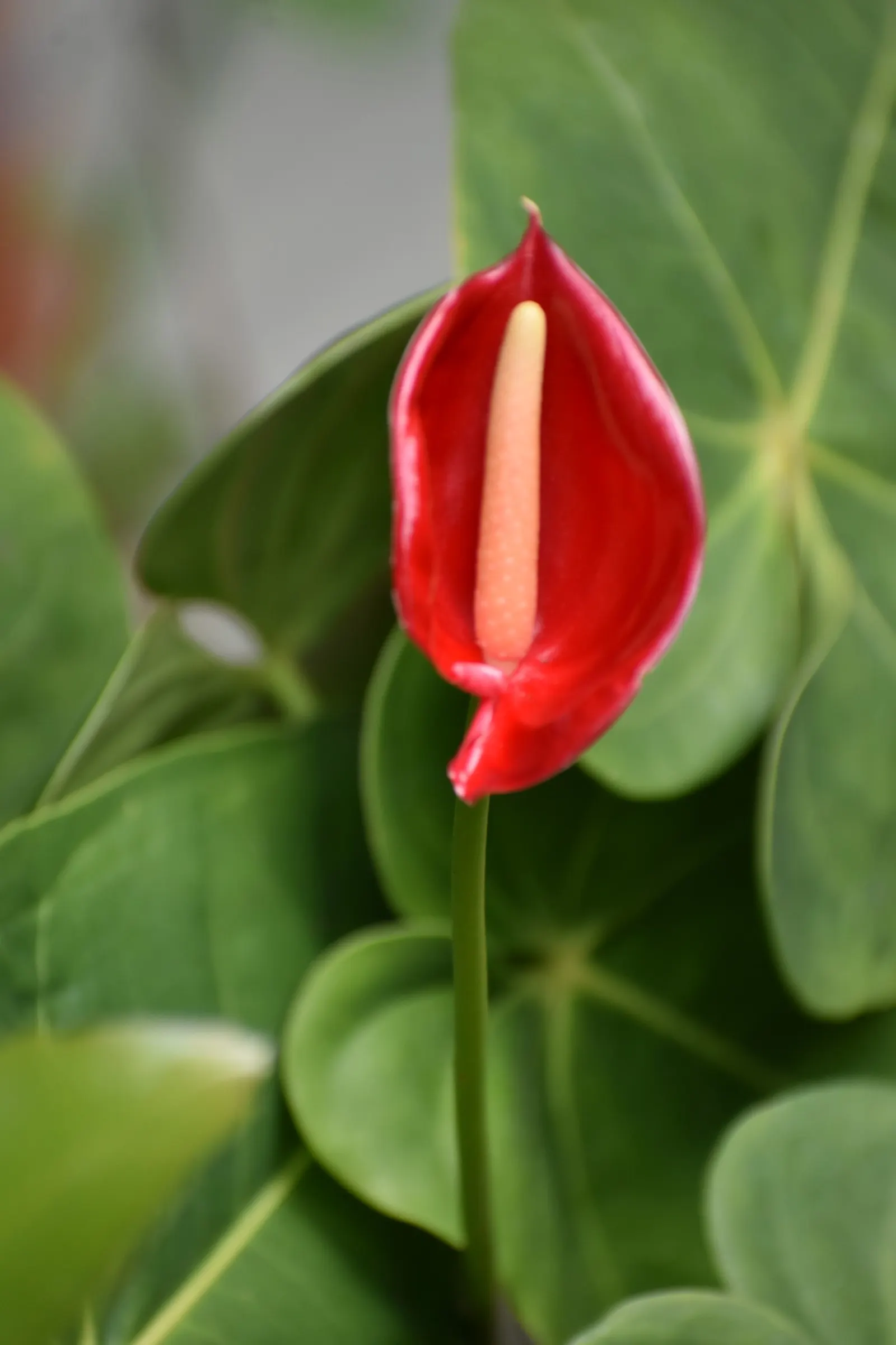 Flamingo Flower Plant (Anthurium Scherzerianum) — This plant flourishes at temperatures between 65°F and 80°F and appreciates high humidity