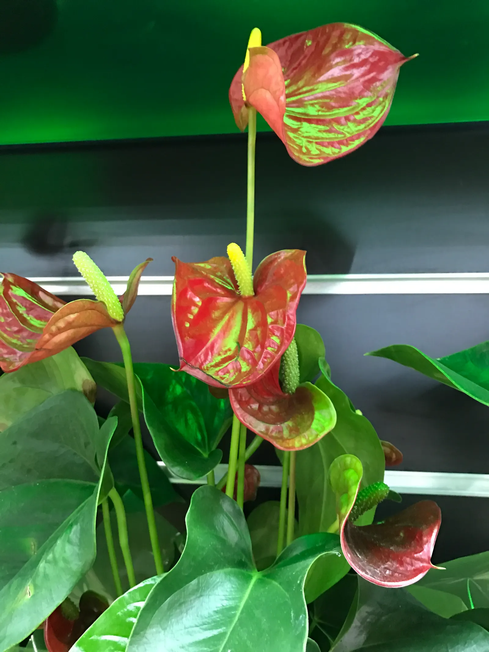 Flamingo Flower Plant (Anthurium Scherzerianum) — Flamingo Flower (Anthurium scherzerianum), a vibrant evergreen perennial, thrives in USDA zones, image 97