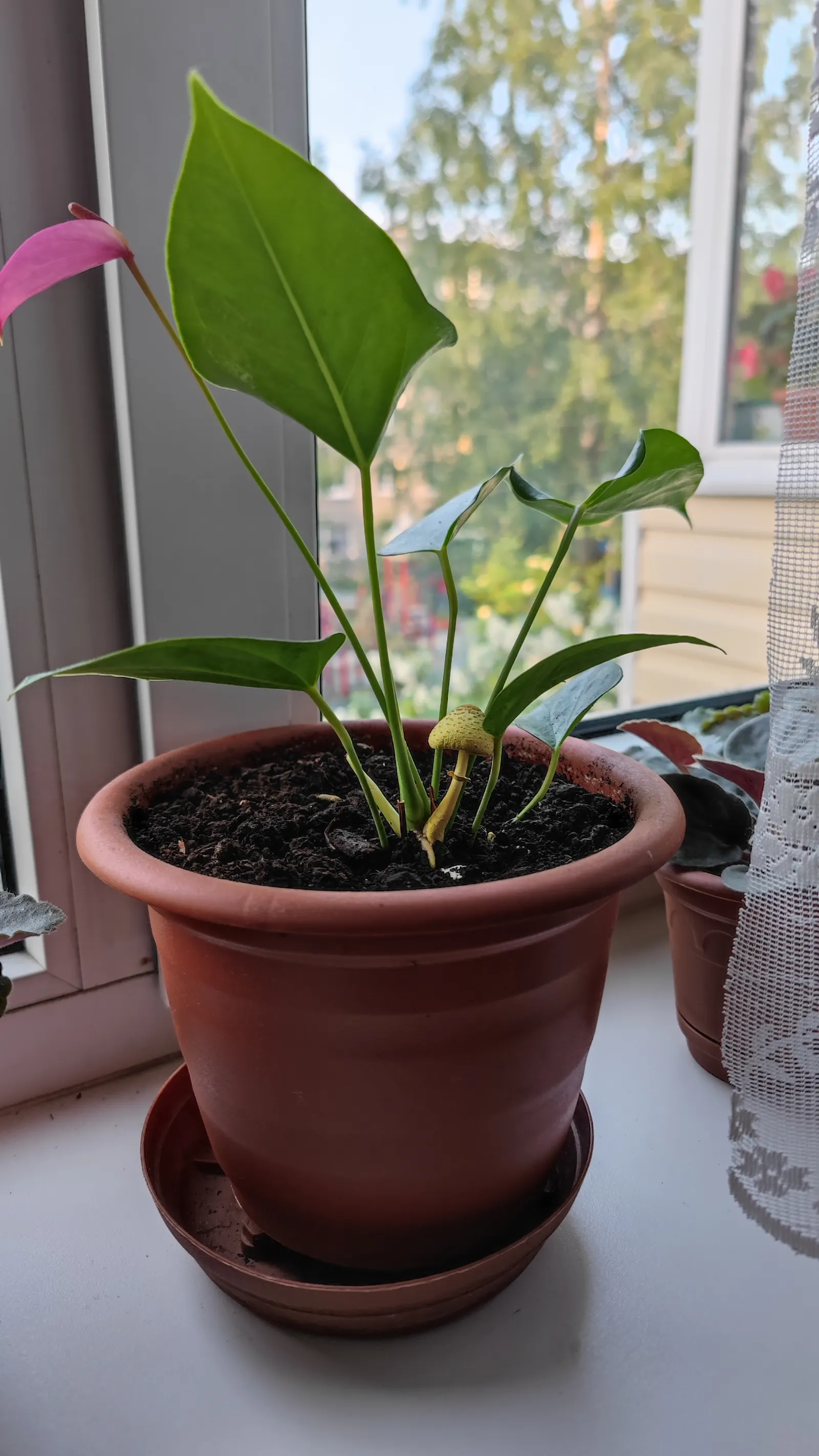 Flamingo Flower Plant (Anthurium Scherzerianum) — Flamingo Flower (Anthurium scherzerianum), a vibrant evergreen perennial, thrives in USDA zones 11-12