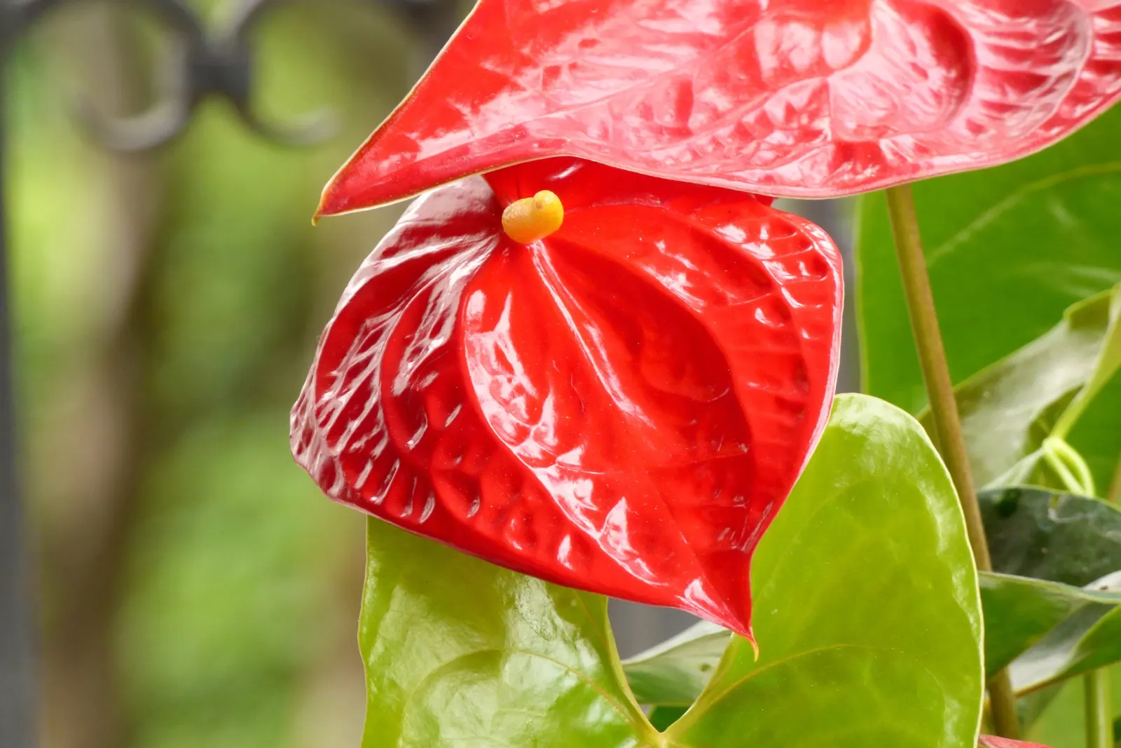 Flamingo Flower Plant (Anthurium Scherzerianum) — but cautious watering to avoid root rot; the Flamingo Flower thrives in USDA zones 11 to 12, image 101