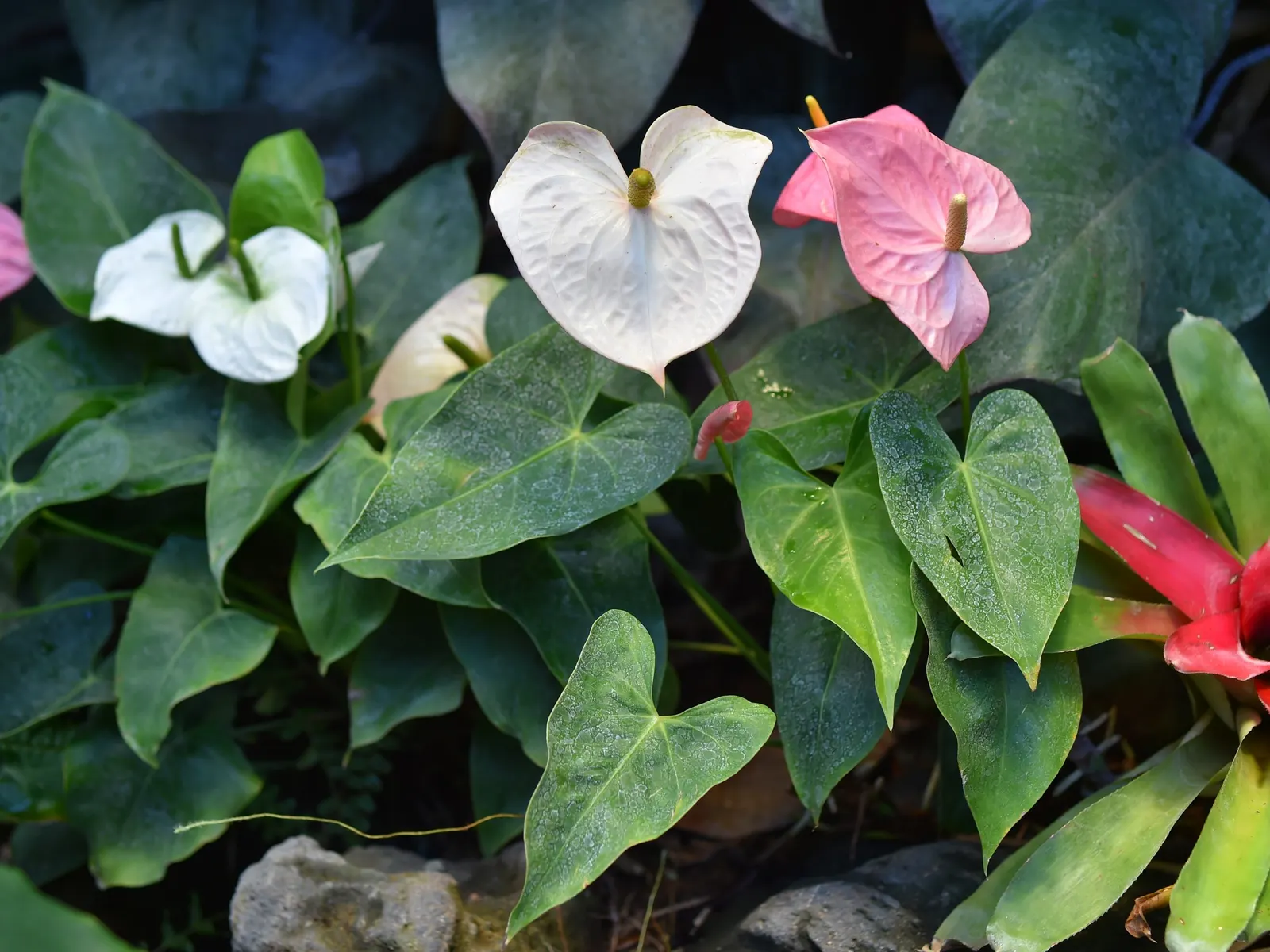 Flamingo Flower Plant (Anthurium Scherzerianum) — Preferring indirect light and high humidity, this striking plant reaches up to 1.5 feet in, image 51