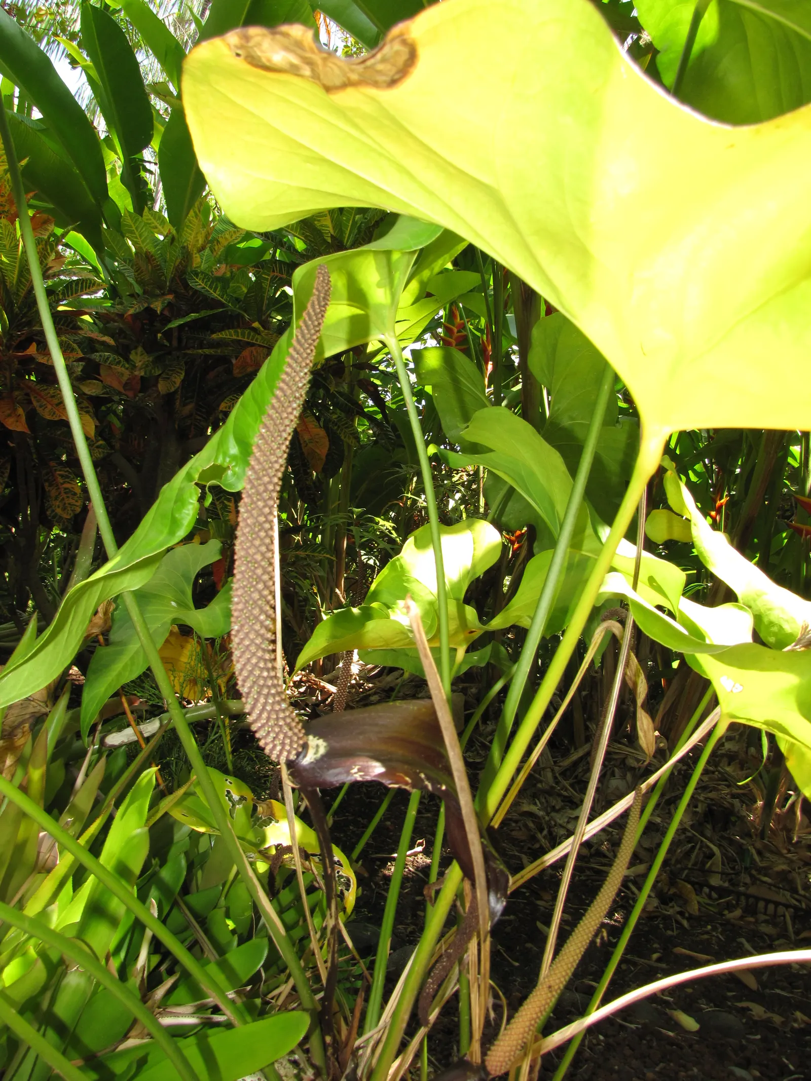 Flamingo Flower Plant (Anthurium Scherzerianum) — Ideal for tropical-themed designs or as an indoor accent; flamingo Flower (Anthurium, image 76