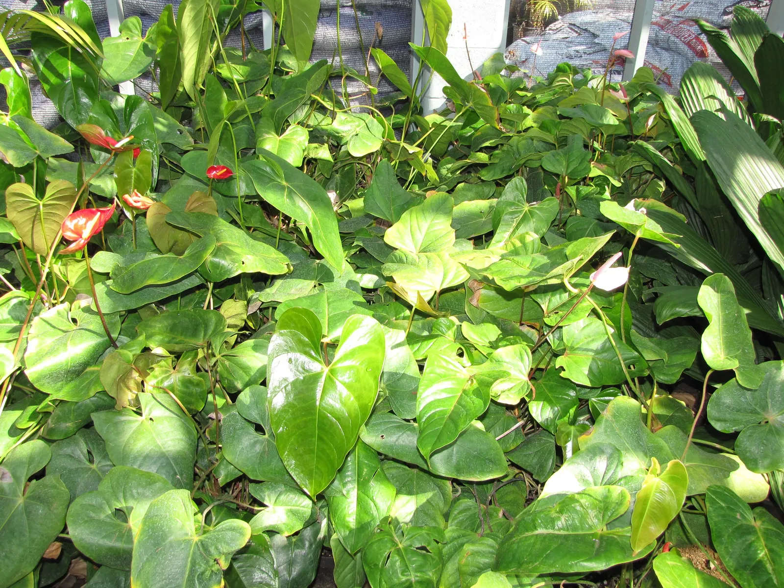 Flamingo Flower Plant (Anthurium Scherzerianum) — These glossy spathes are typically a vivid red or orange and can span up to 6 inches long; red flowers in the