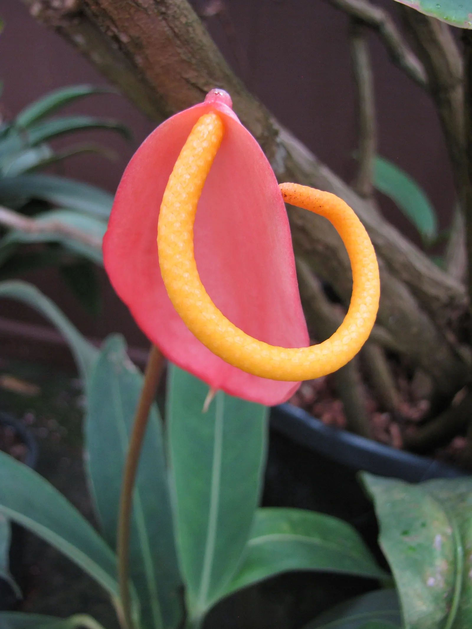 Flamingo Flower Plant (Anthurium Scherzerianum) — which can lead to root rot; shrub with red blooms, image 86