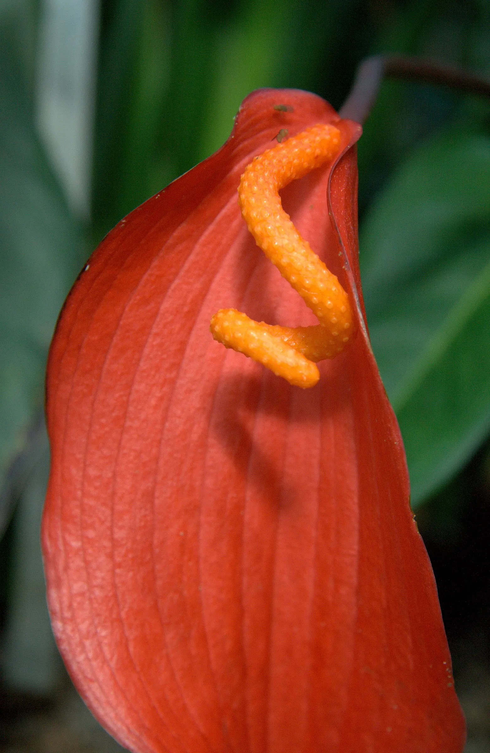 Flamingo Flower Plant (Anthurium Scherzerianum) — shrub with red blooms; which can lead to root rot, image 167