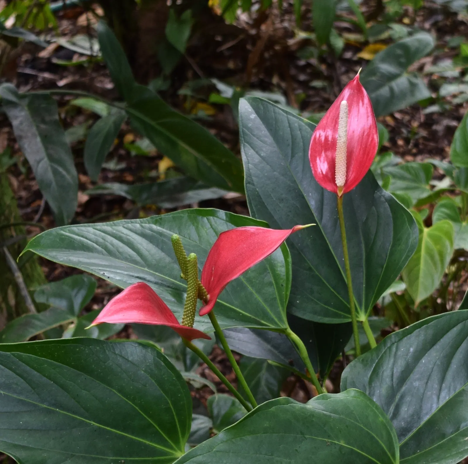 Flamingo Flower Plant (Anthurium Scherzerianum) — reaching only about 12 to 18 inches in height; it requires a shaded area that receives bright, indirect light