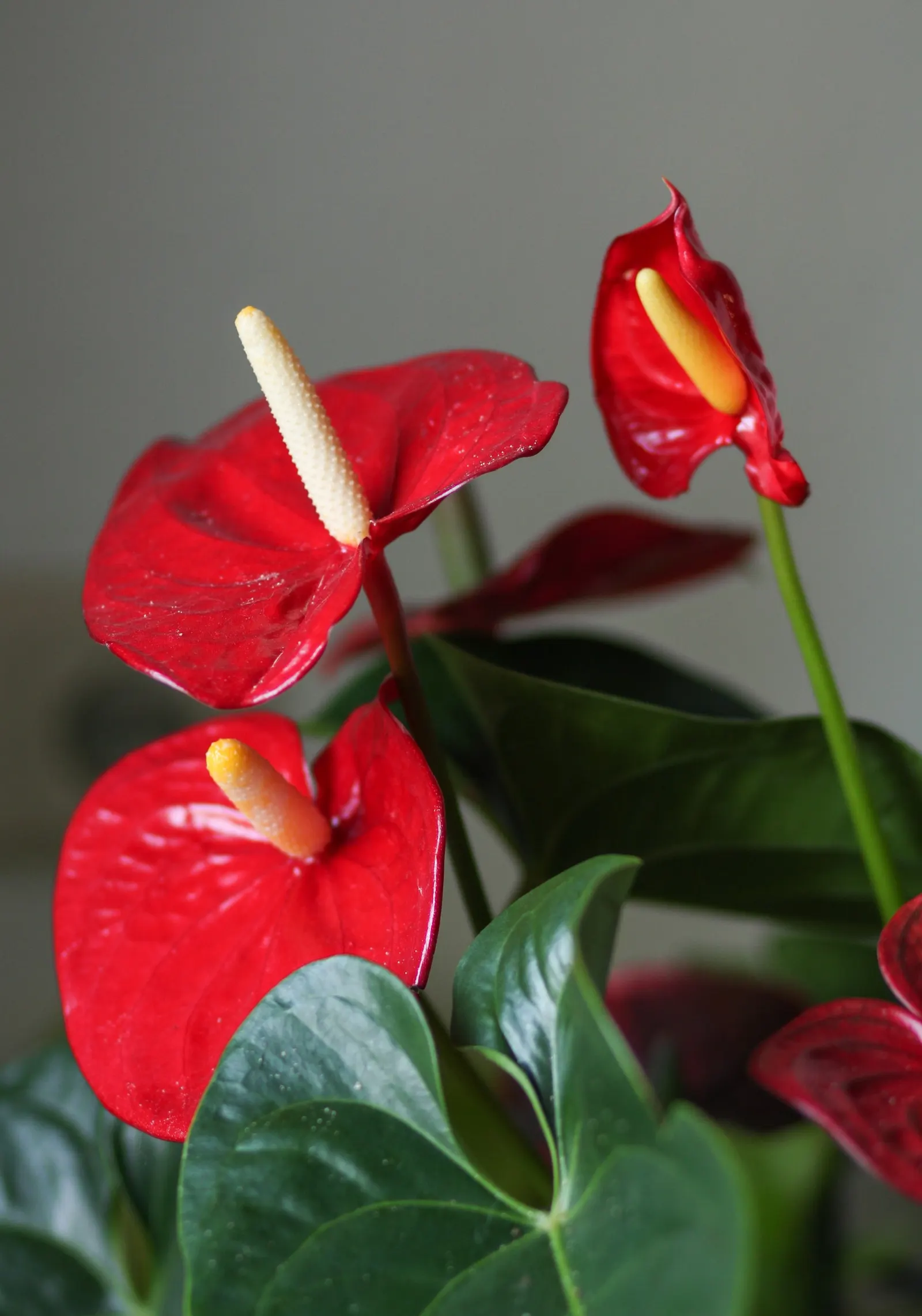 Flamingo Flower Plant (Anthurium Scherzerianum) — Preferring indirect light and high humidity, this striking plant reaches up to 1.5 feet in height