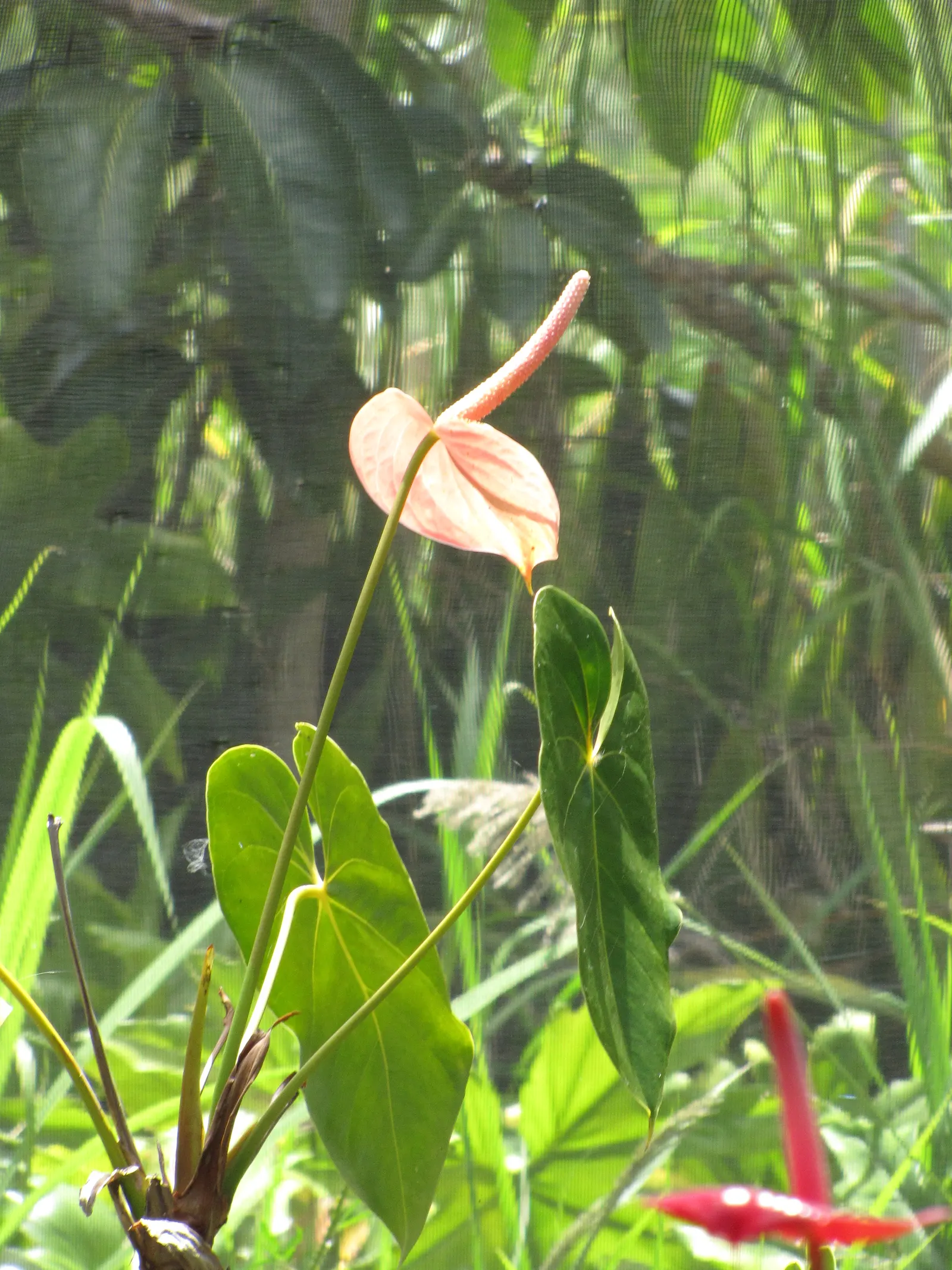 Flamingo Flower Plant (Anthurium Scherzerianum) — reaching only about 12 to 18 inches in height