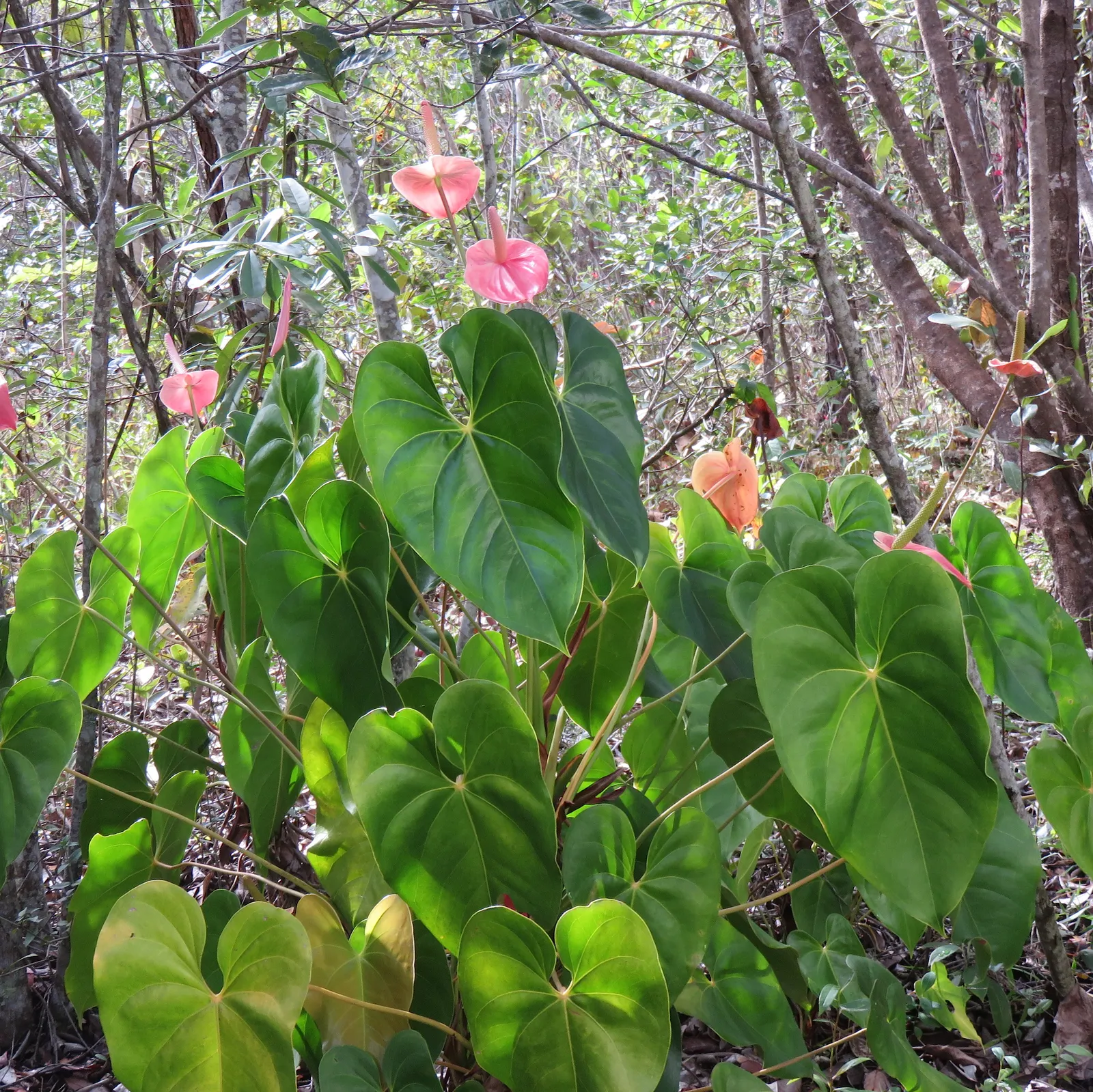 Flamingo Flower Plant (Anthurium Scherzerianum) — ensuring that the bottom of the pot is not submerged.<br><br>The Flamingo Flower; preferring, image 162