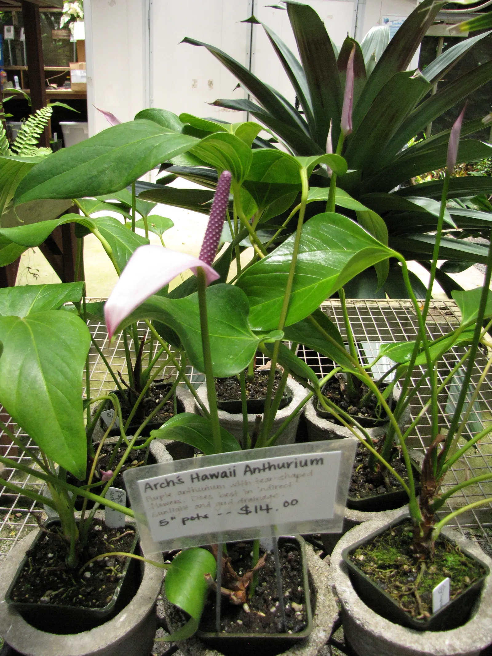 Flamingo Flower Plant (Anthurium Scherzerianum) — maintain a consistent soil moisture level but avoid waterlogging; this plant flourishes at, image 85