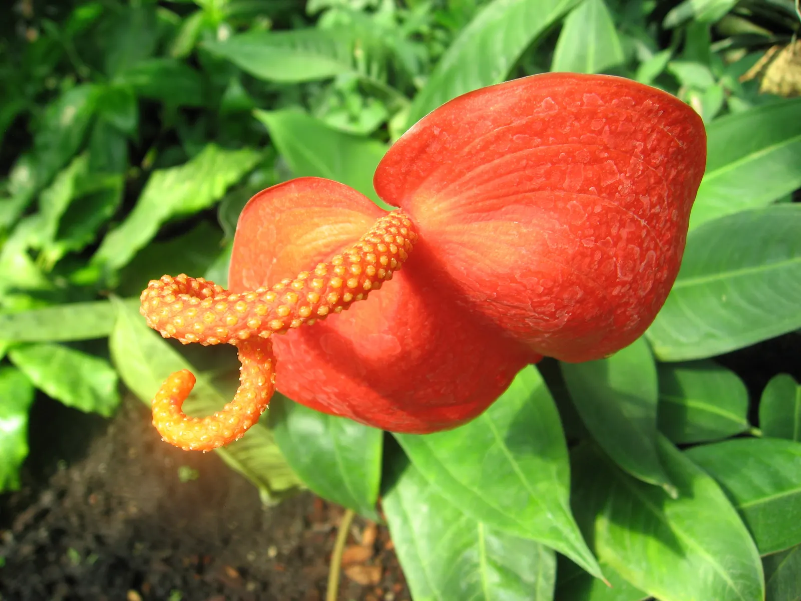 Flamingo Flower Plant (Anthurium Scherzerianum) — which can lead to root rot