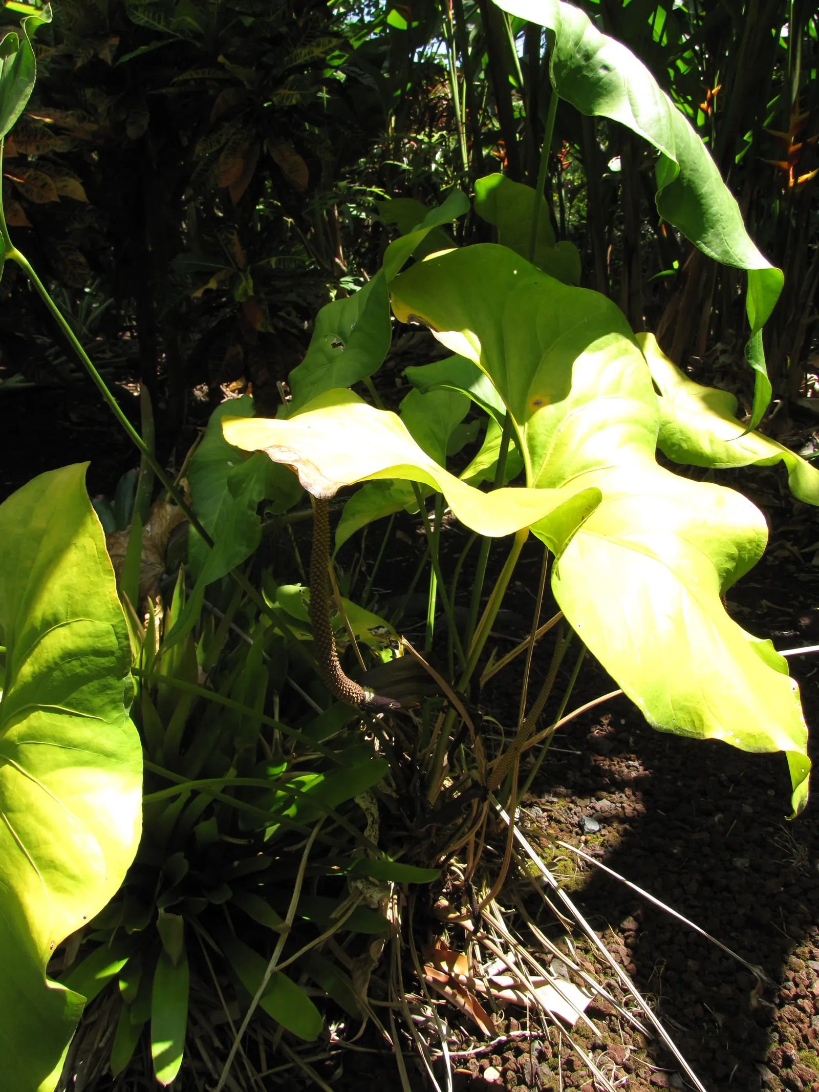 Flamingo Flower Plant (Anthurium Scherzerianum) — It requires a shaded area that receives bright, indirect light; reaching only about 12 to 18 inches in height