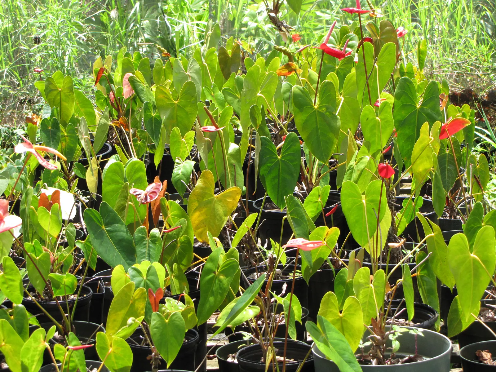 Flamingo Flower Plant (Anthurium Scherzerianum) — With its year-round blossoming, it provides a continuous pop of color and exotic flair; shrub for shade
