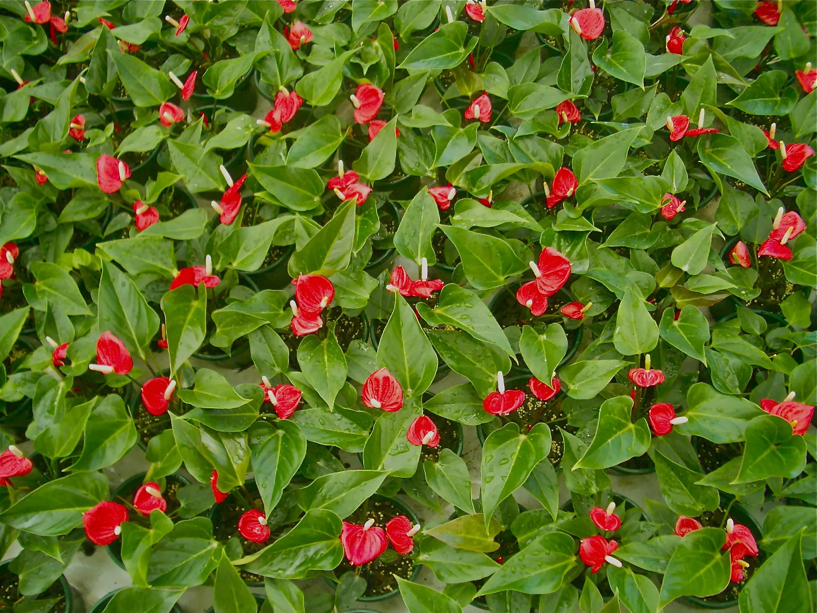 Flamingo Flower Plant (Anthurium Scherzerianum) — while too little light diminishes bloom production.<br><br>For optimal growth; when integrating, image 108