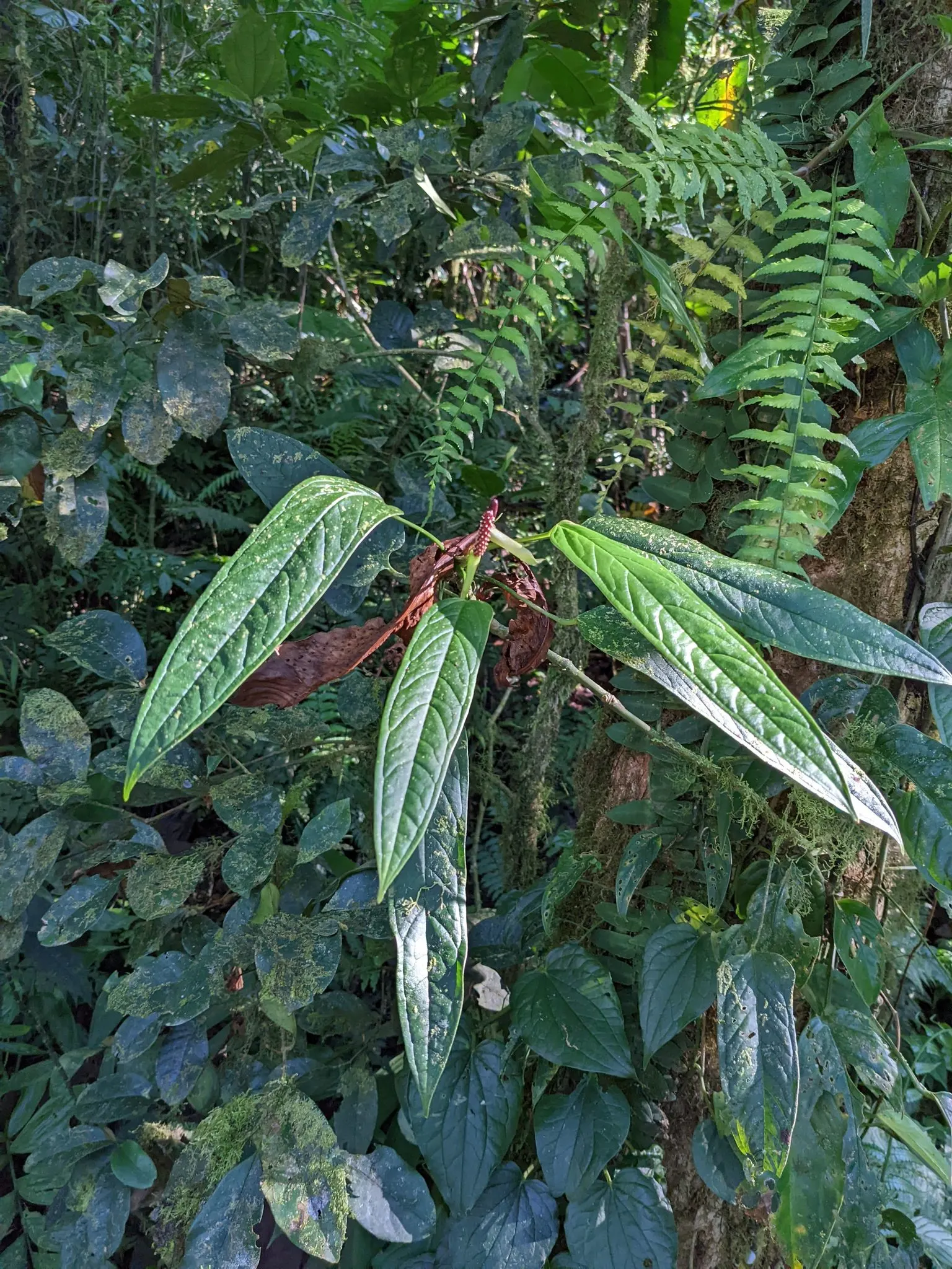 Flamingo Flower Plant (Anthurium Scherzerianum) — When integrating it into a landscape design, it's crucial to mimic its native humid environment, image 153