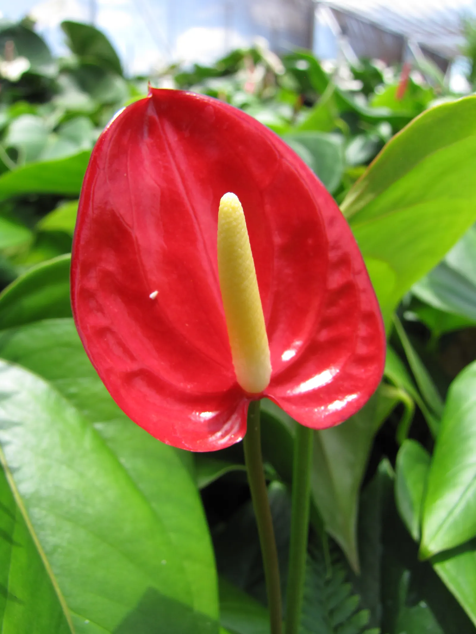 Flamingo Flower Plant (Anthurium Scherzerianum) — red flowers in the garden