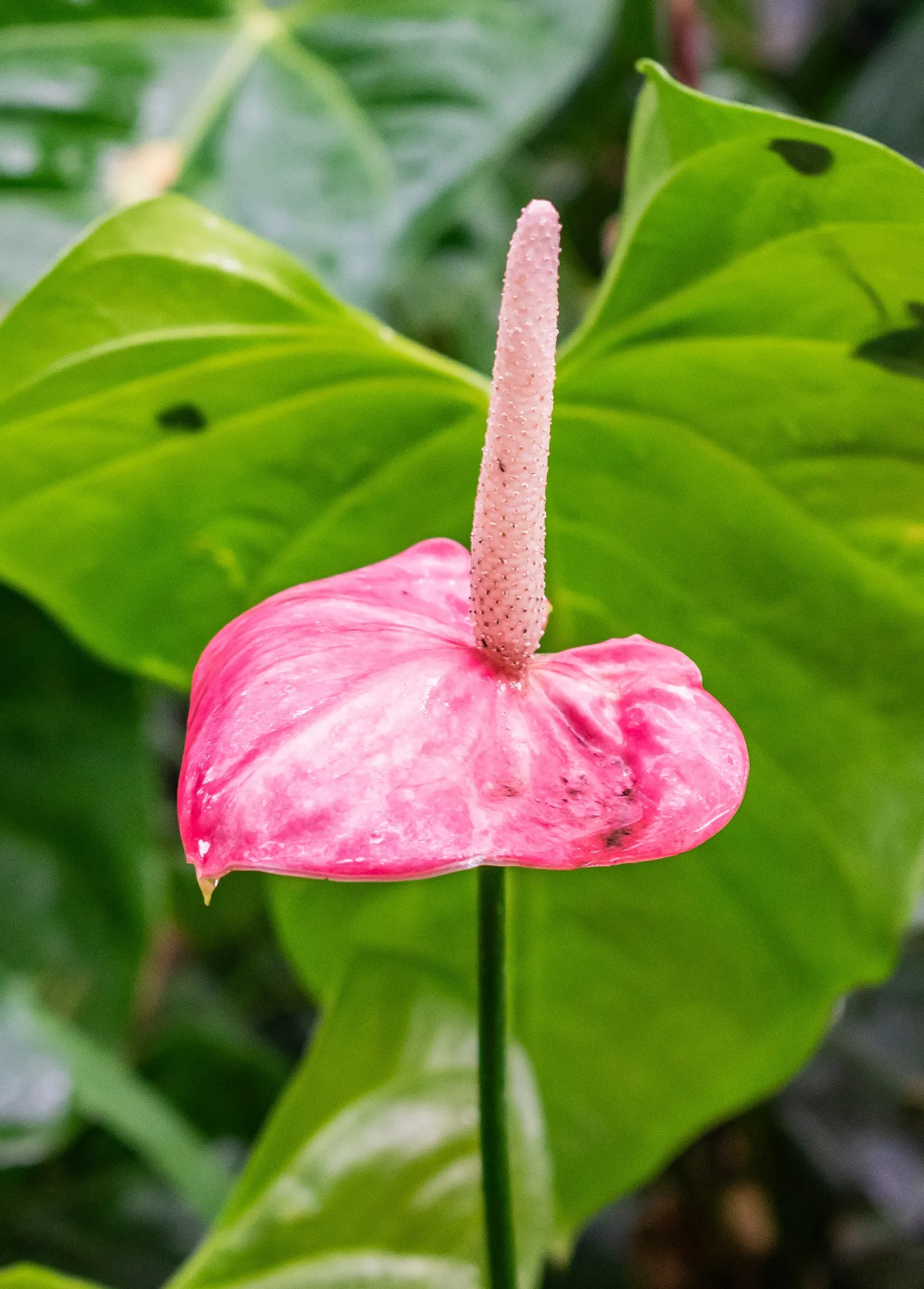 Flamingo Flower Plant (Anthurium Scherzerianum) — ensuring that the bottom of the pot is not submerged.<br><br>The Flamingo Flower; preferring, image 114